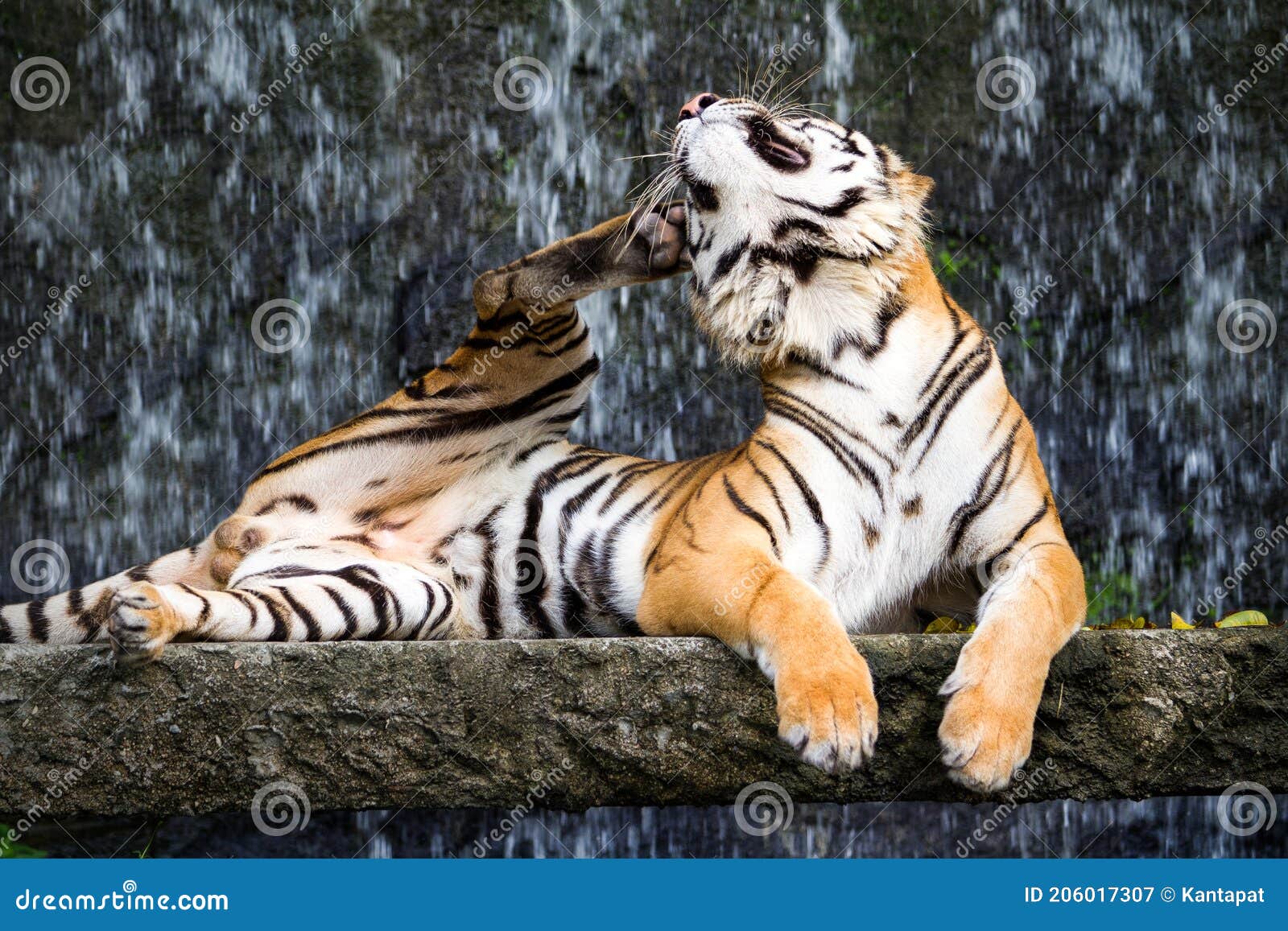 bengal tiger scratching his ear