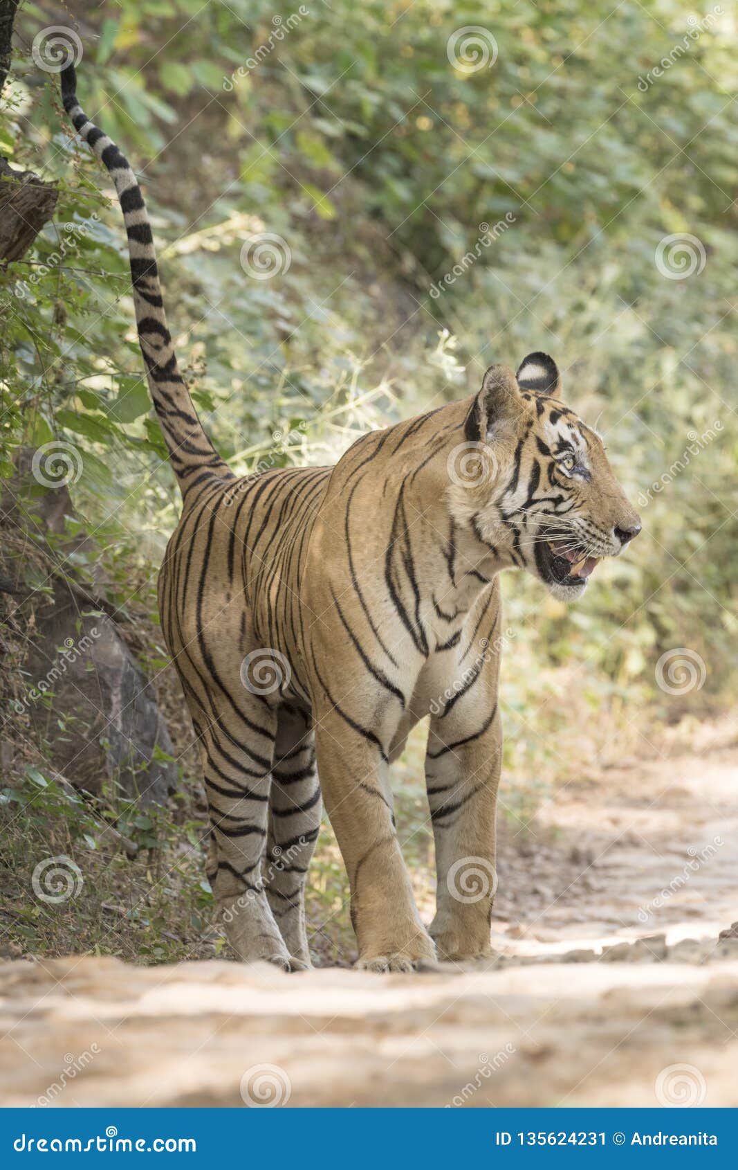 Bengal Tiger Hunting, Bandhavgarh National Park - India 