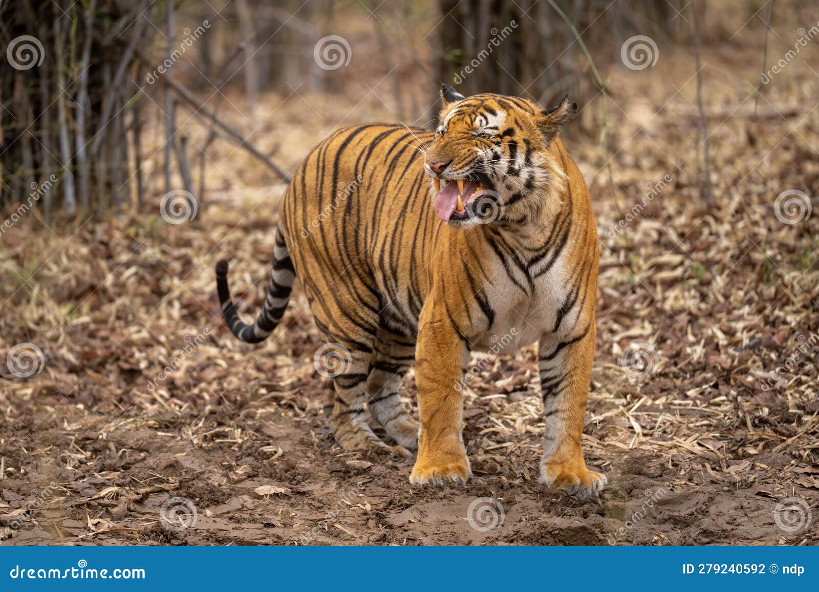Bengal Tiger Stands Giving a Flehmen Response Stock Photo Image of