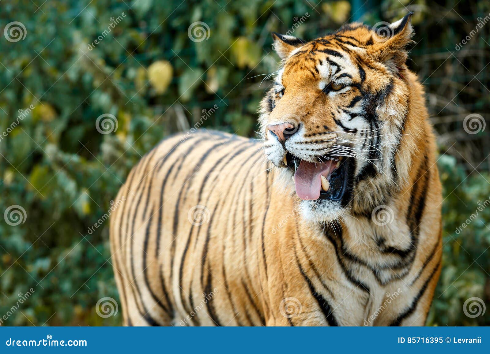 Bengal Tiger In Summer Day Stock Image Image Of Close 85716395