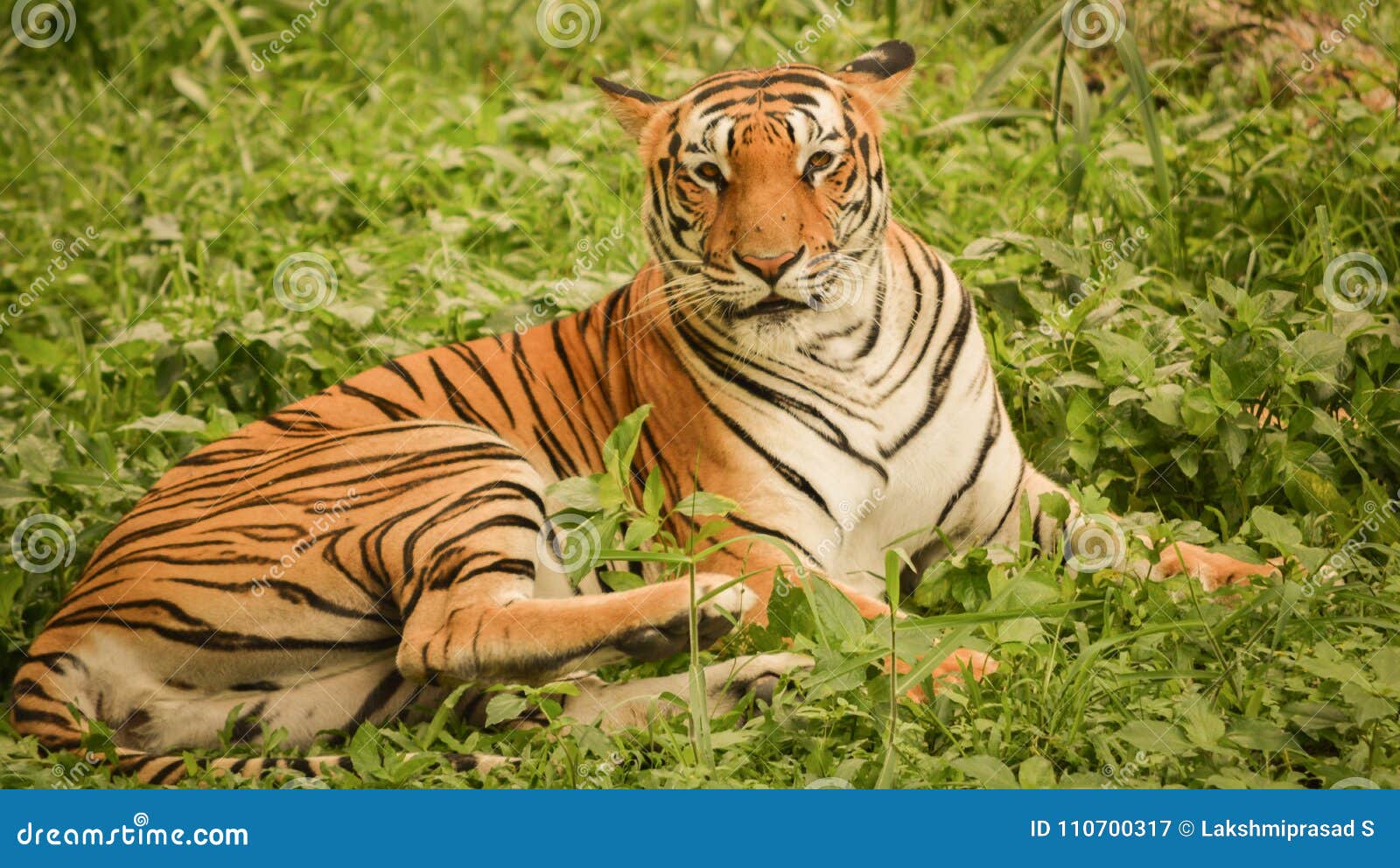 The Bengal Tiger Taking Rest In Grass Land During Afternoon Stock Image