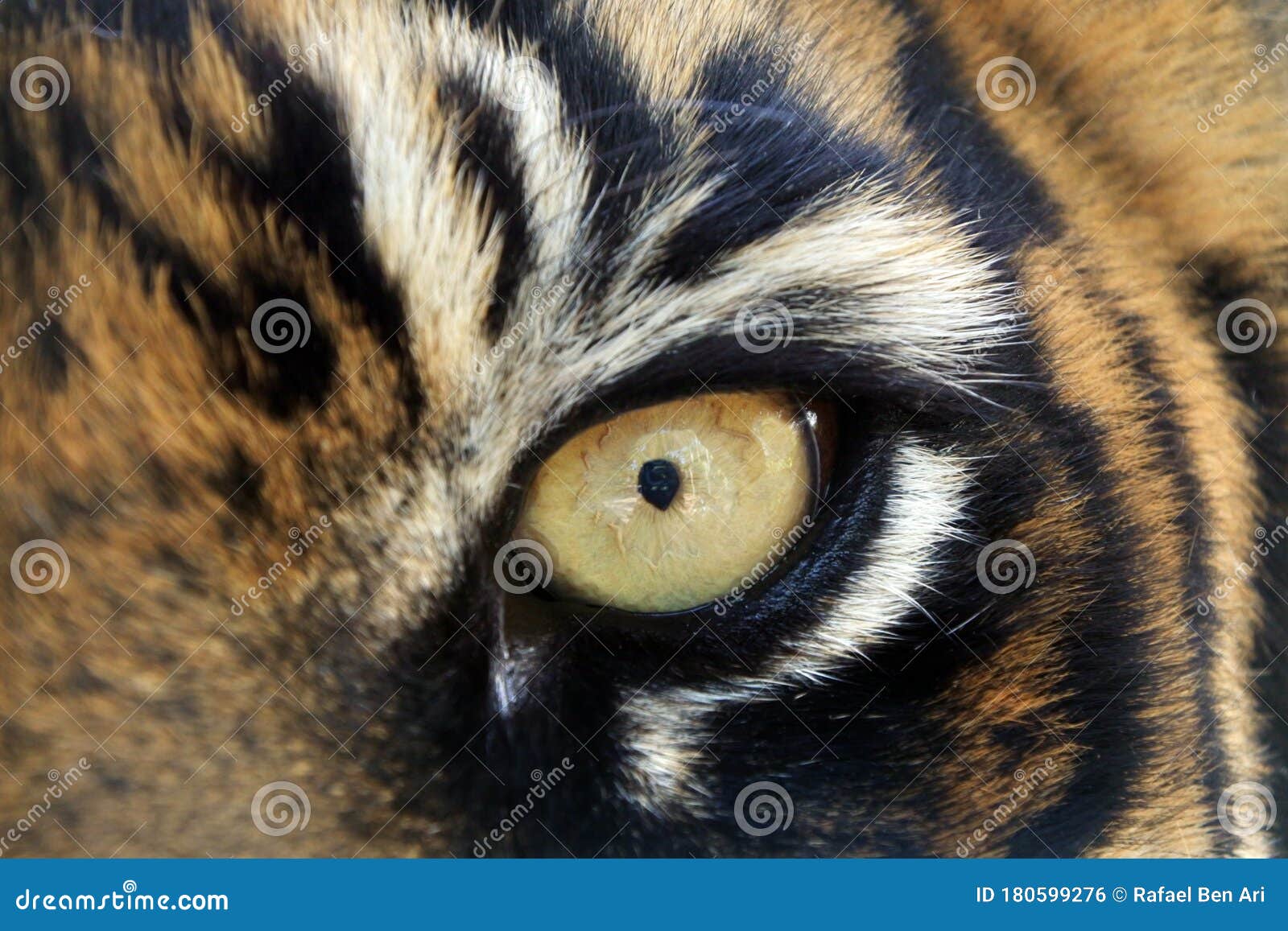 bengal tigers animal eye looking at camera