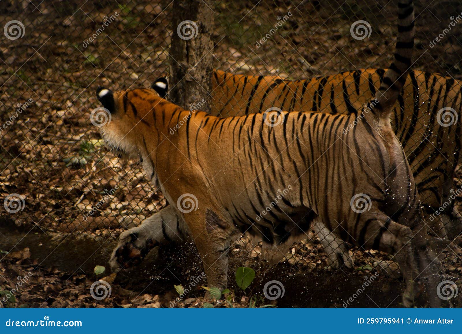 bengal tigers walking next to each other separated by a grid fence in the park.