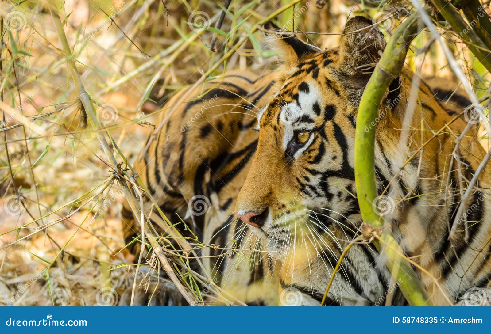 bengal tigress resting