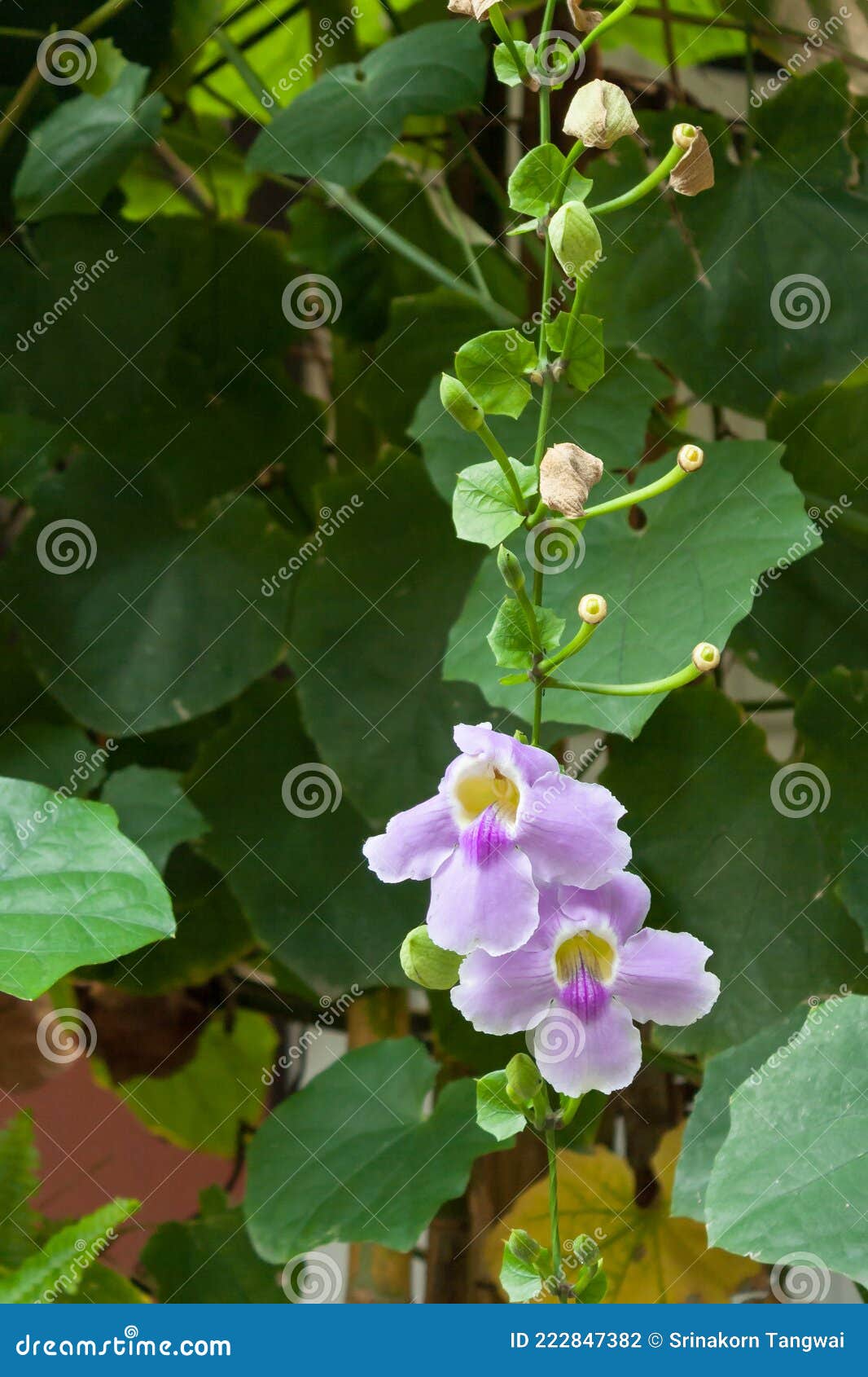 The Bengal Trumpet Flowers stock photo. Image of flowers 222847382