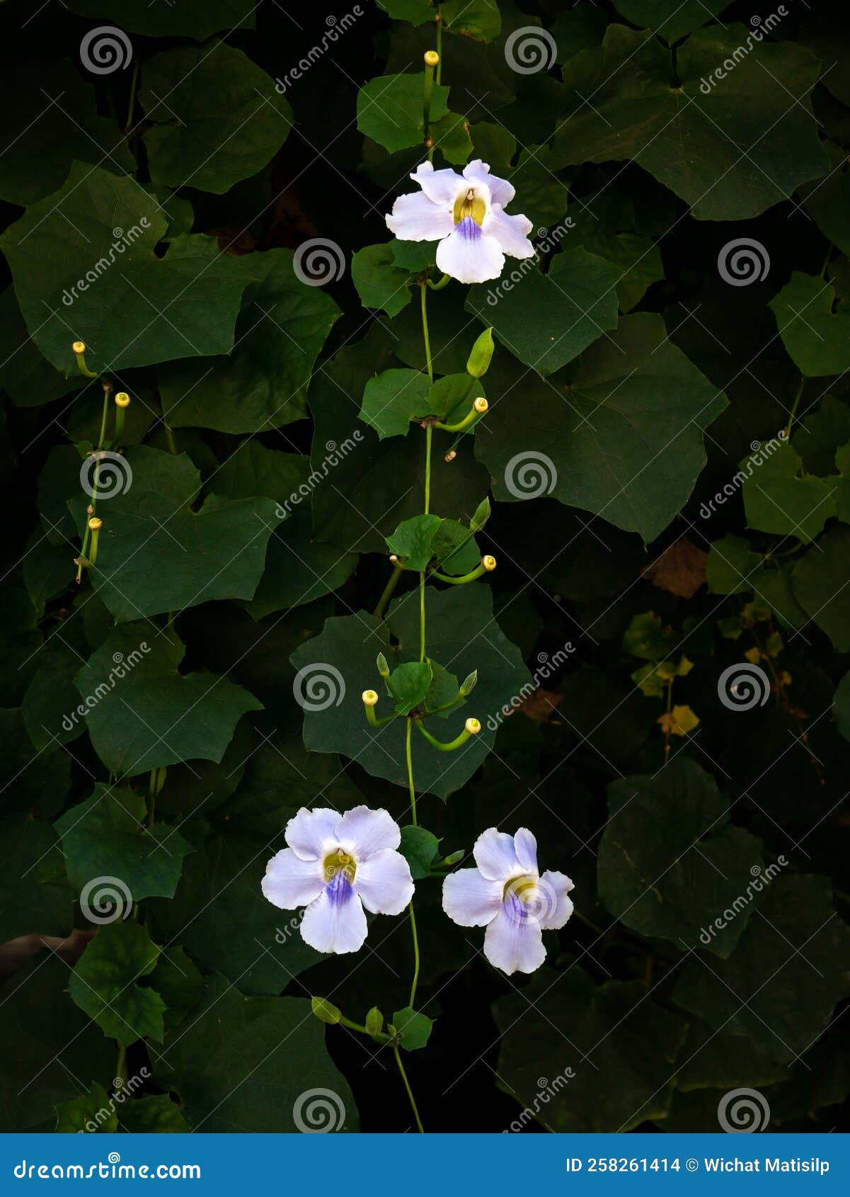 Bengal Trumpet Flowers Hanging on the Tree Stock Photo Image of cute