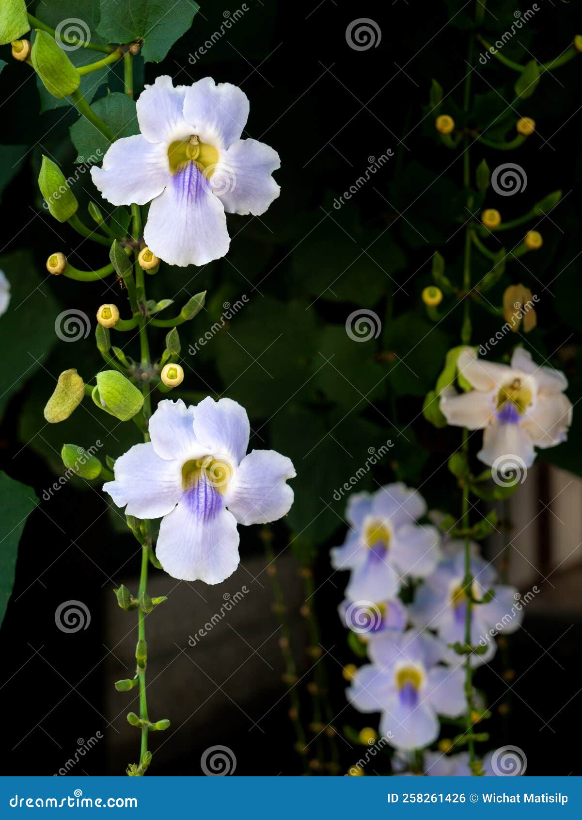 Bengal Trumpet Flowers Hanging on the Tree Stock Photo Image of plant
