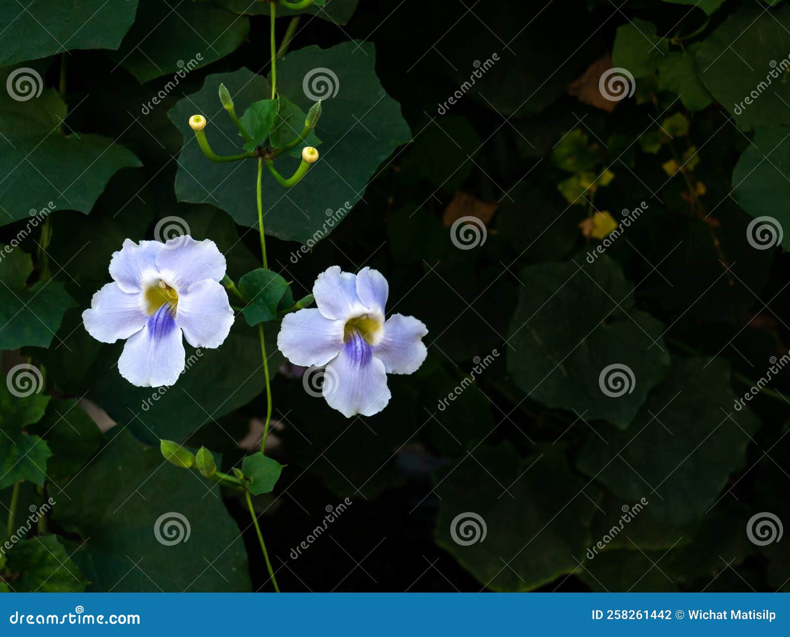 Bengal Trumpet Flowers Hanging on the Tree Stock Photo Image of climb