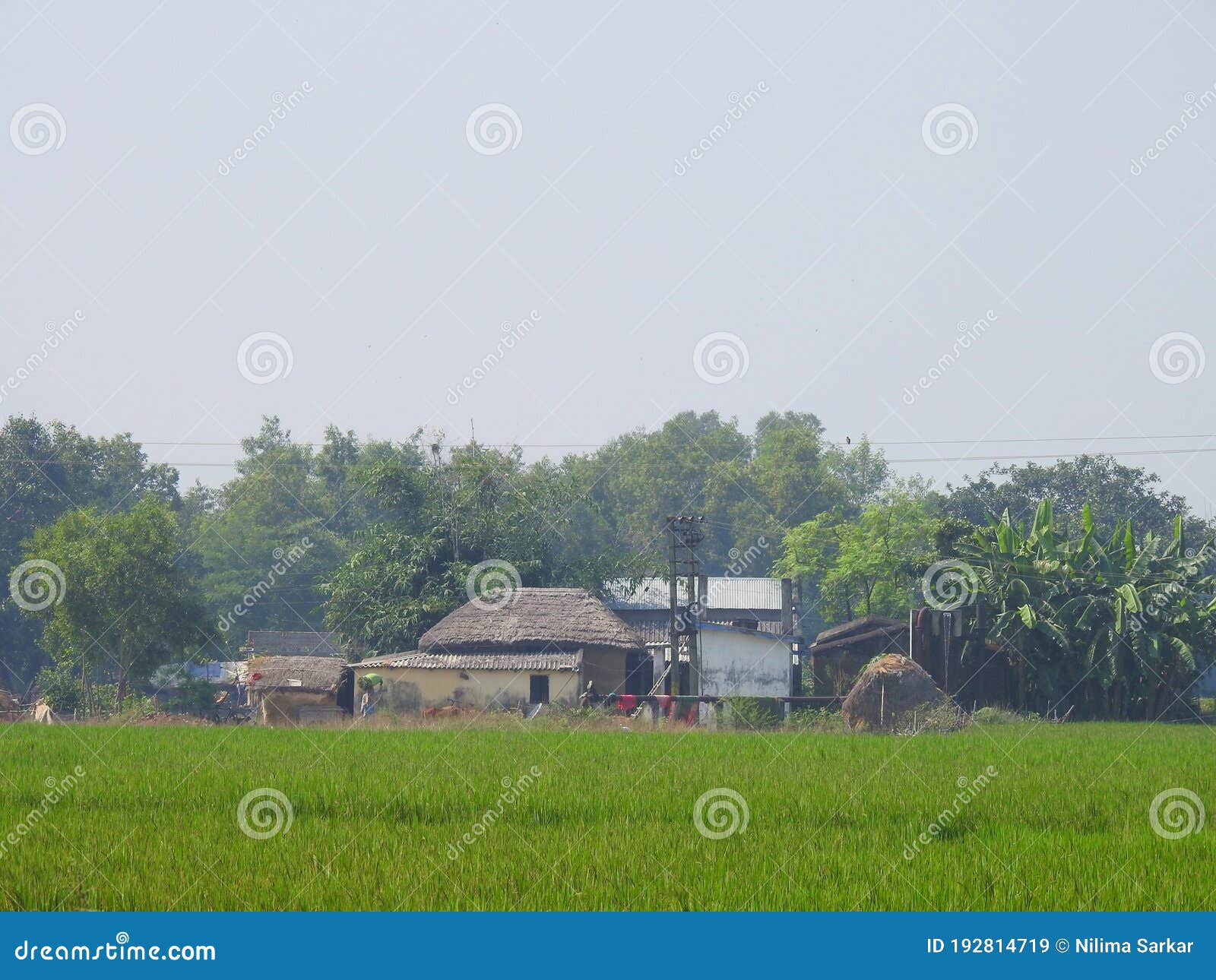 bengal village green paddy field brick hut