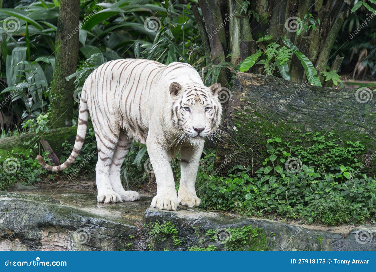 Bengal white tiger in Singapore zoological garden