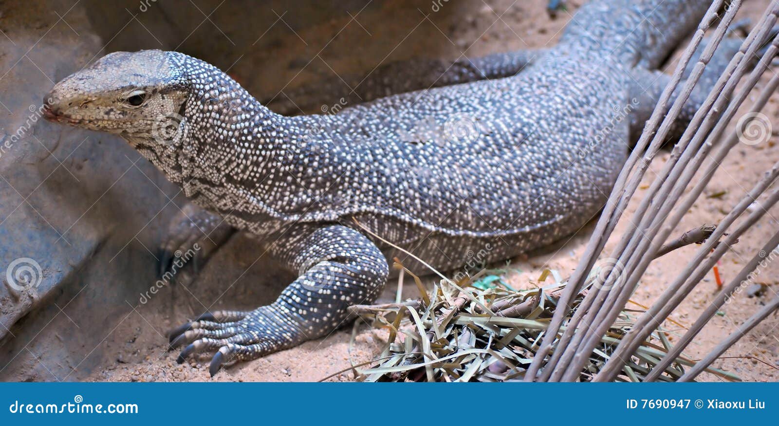 Bengalen monitor. De monitor van Bengalen onbeweeglijk in Shanghai dierentuin.