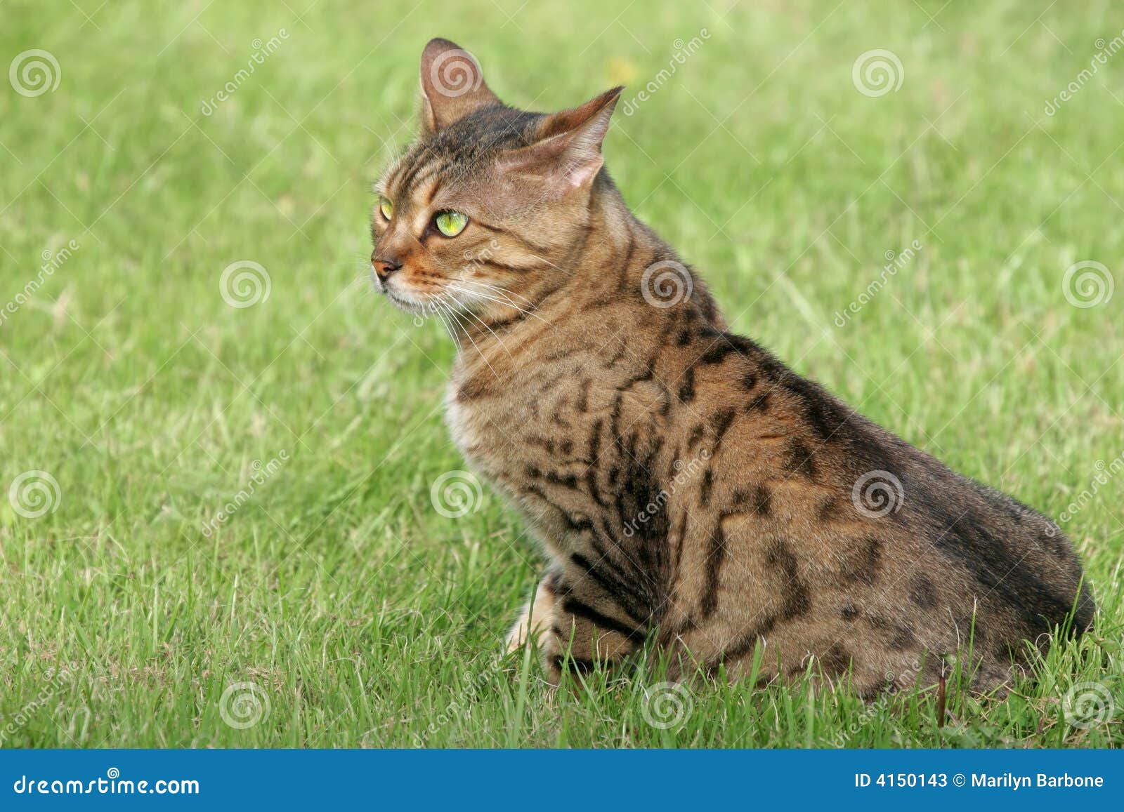 Bengali Special Breed Cat Stock Image Image Of Animals 4150143 bengali-special-breed-cat-stock-image-image-of-animals-4150143