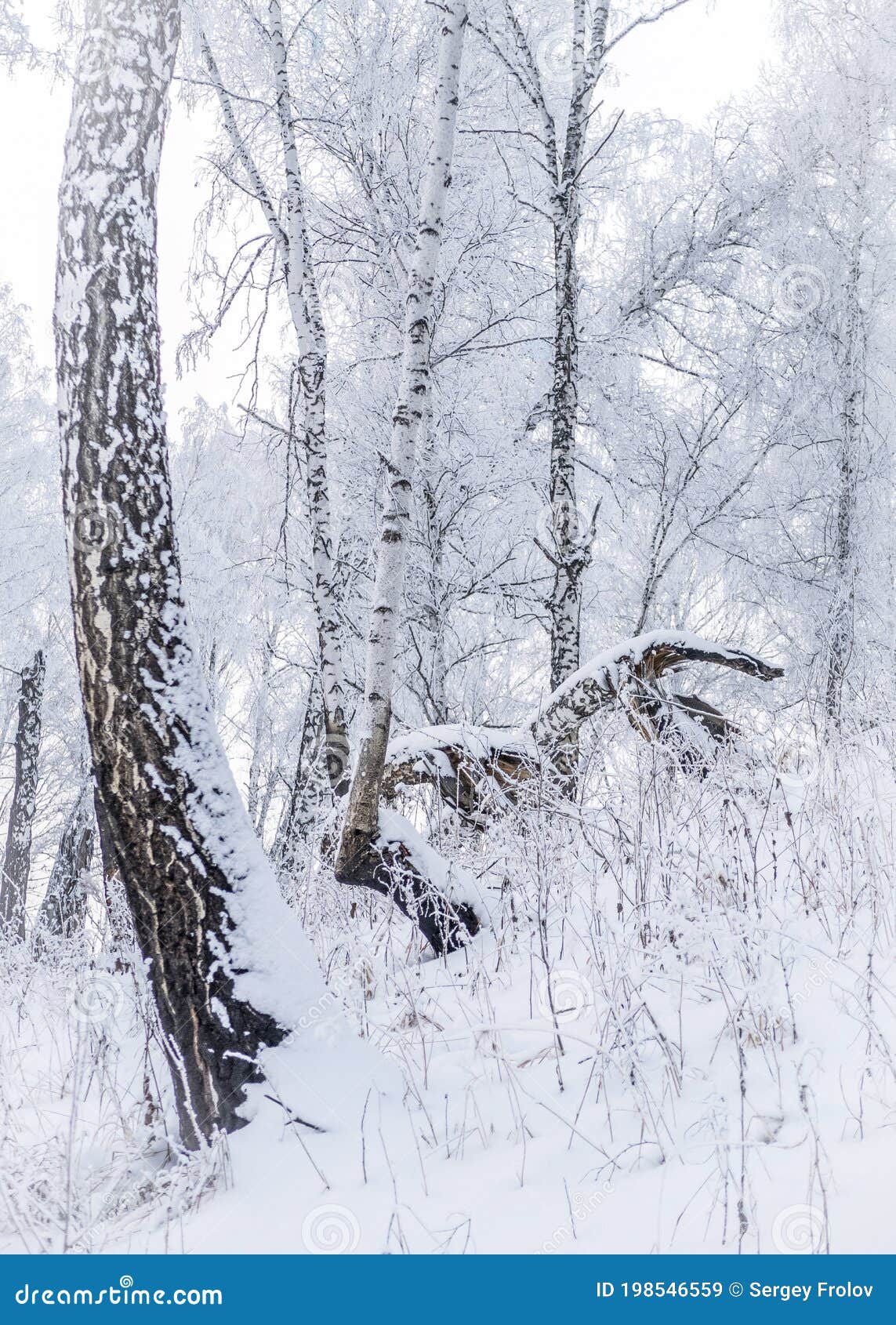 The Bent Birch Tree at Dawn in the Winter Forest Stock Image Image of