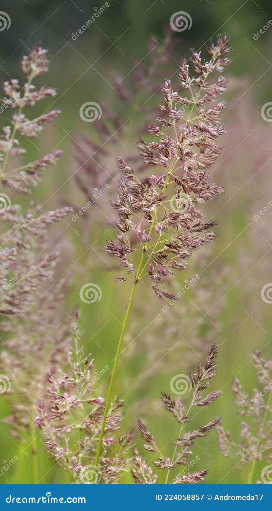 bent grass also known as bentgrass or colonial bent or agrostis capillaris in the filed close - up view
