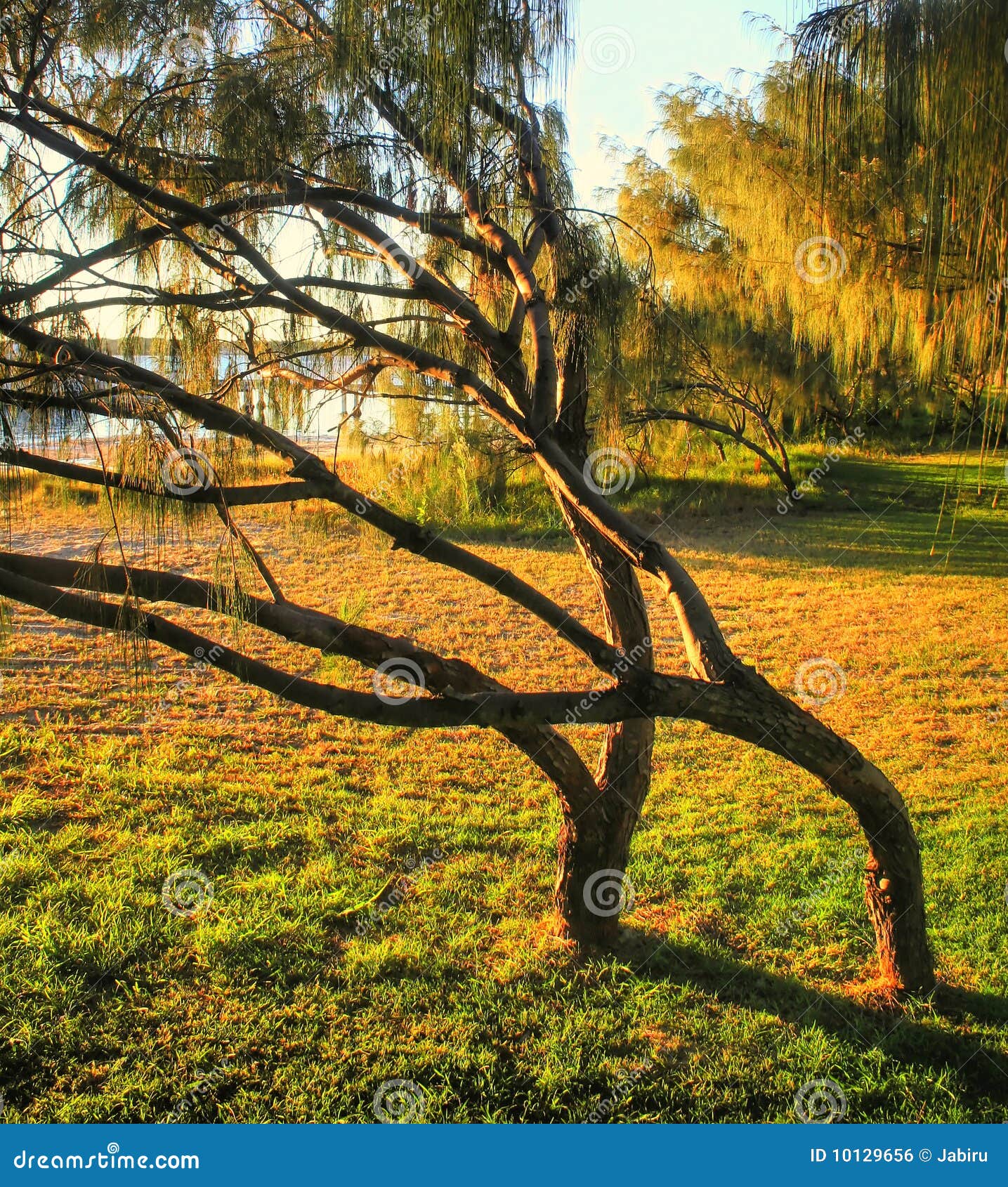 Bent Trees Stock Photo Image Of Serene Branches Holiday 10129656 bent-trees-stock-photo-image-of-serene-branches-holiday-10129656