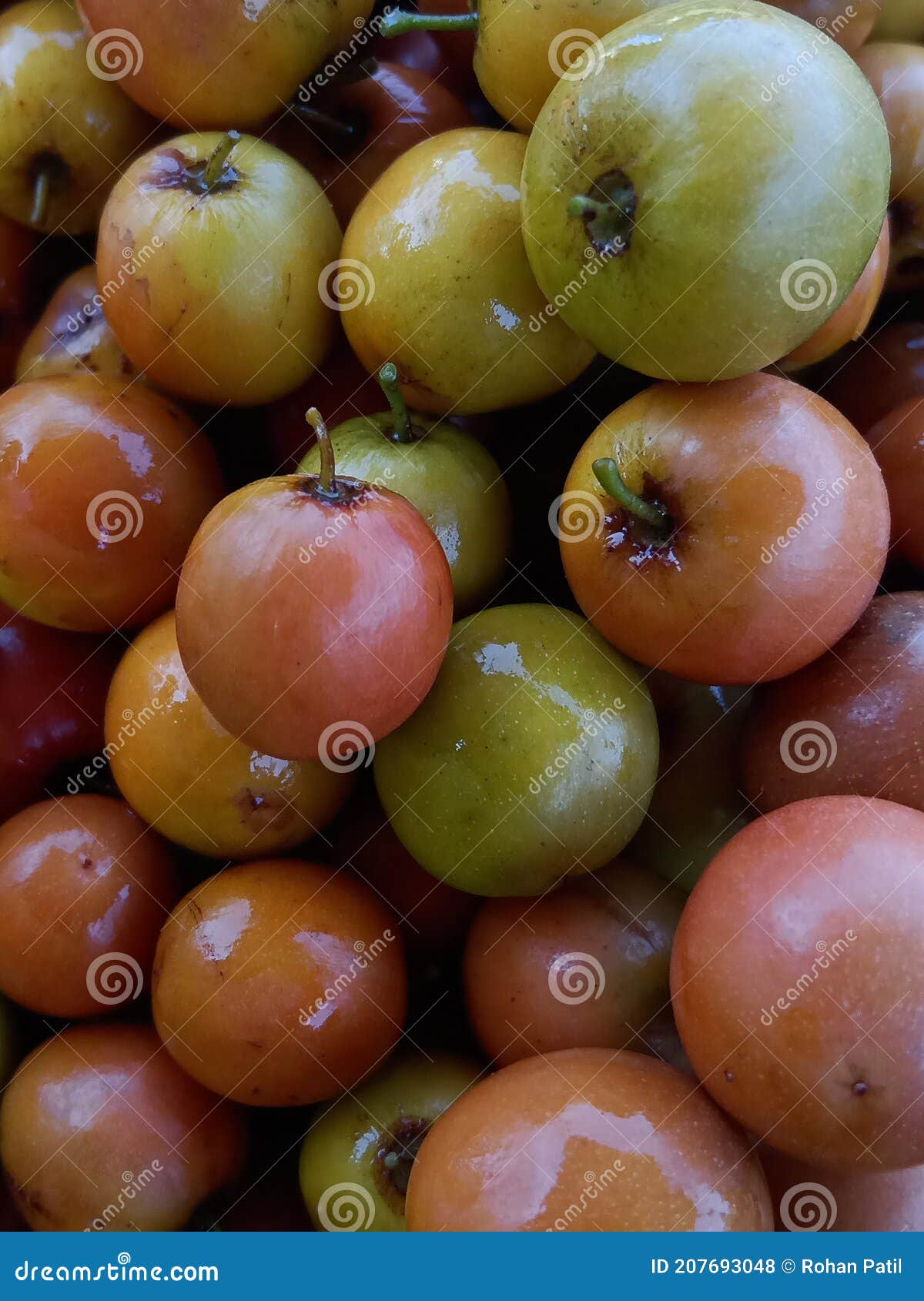 Ber Fruit with Indian & X28; Jujube& X29; Stock Photo Image of jujube