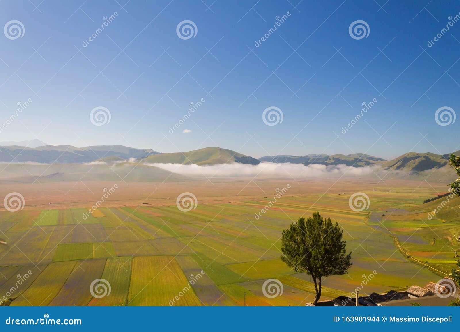 berautiful view of an  tree above the castelluccio di norcia umbria, italy pian grande