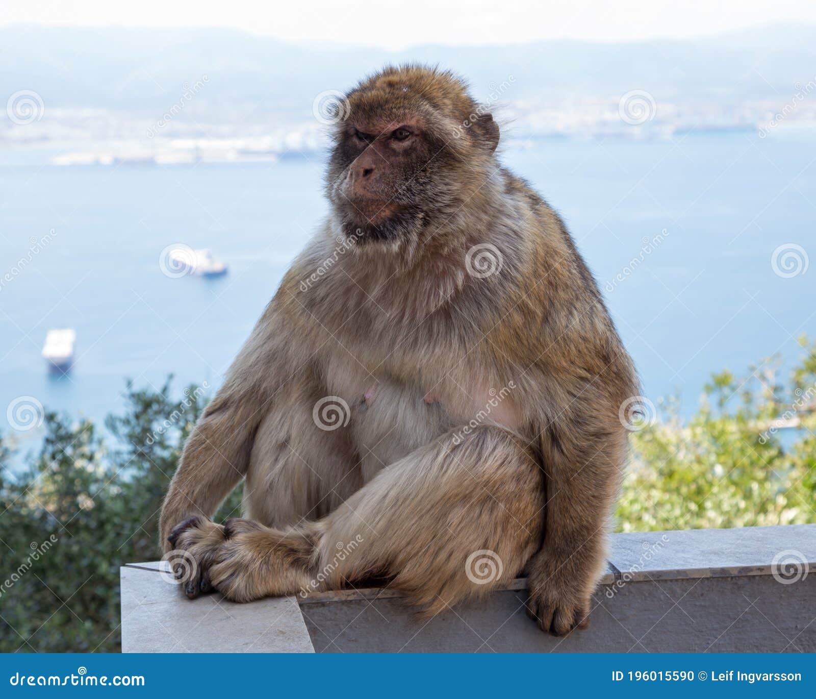 berber monkey or magot on the rock of gibraltar,
