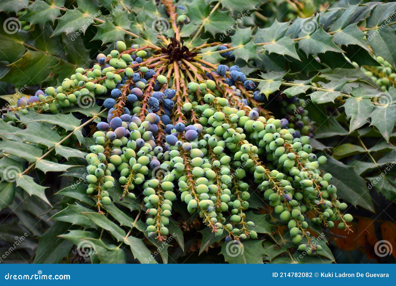 berberis aquifolium fruits