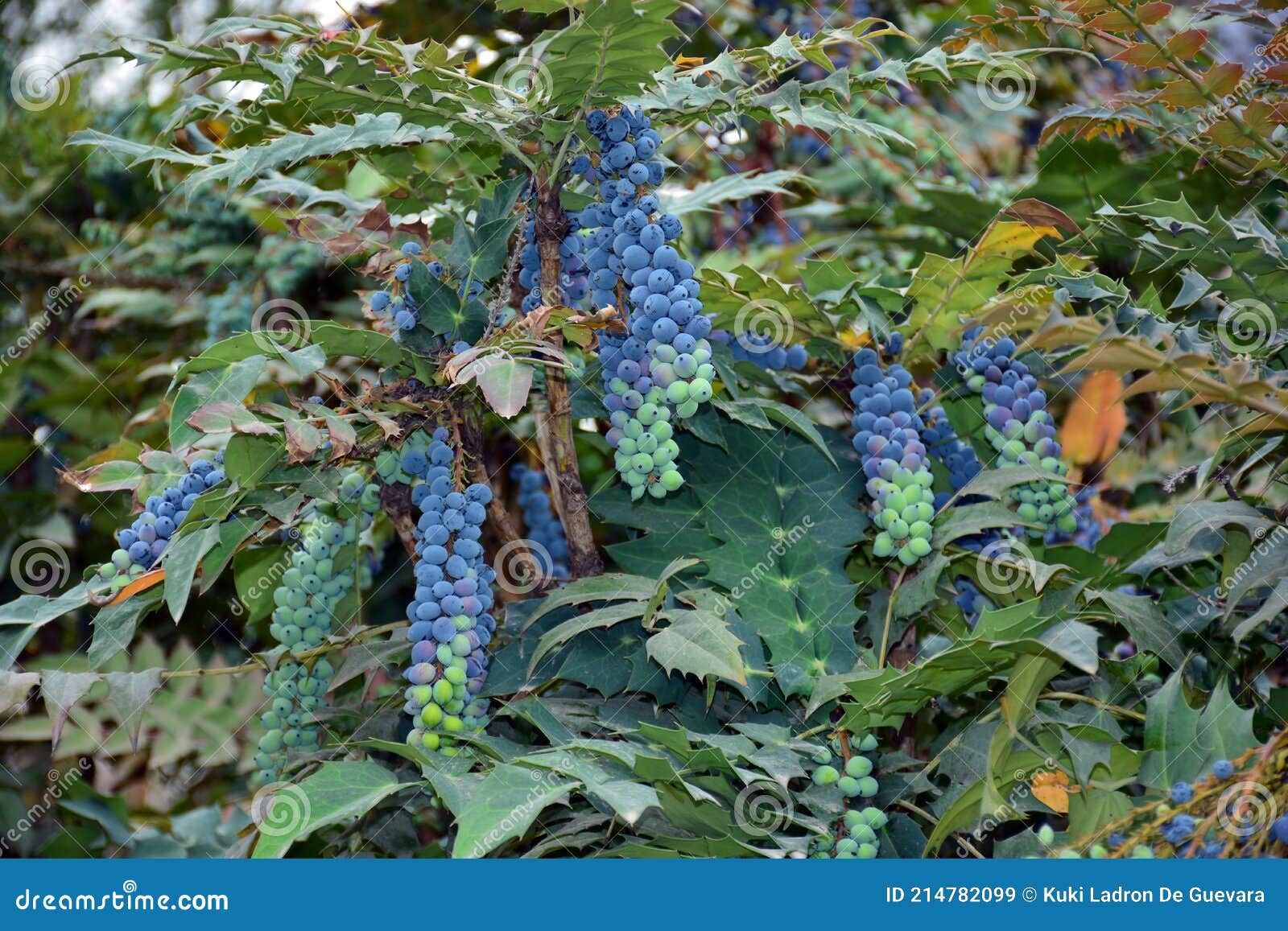 berberis aquifolium fruits