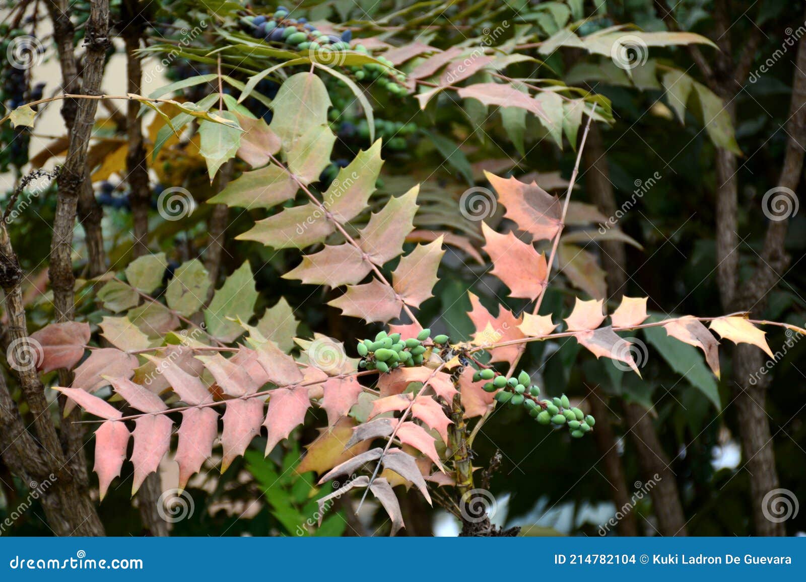 berberis aquifolium fruits