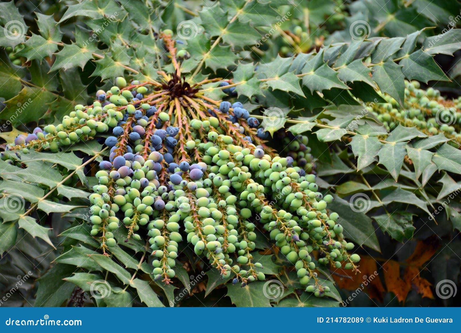 berberis aquifolium fruits