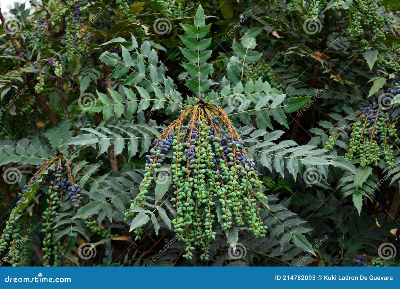 berberis aquifolium fruits