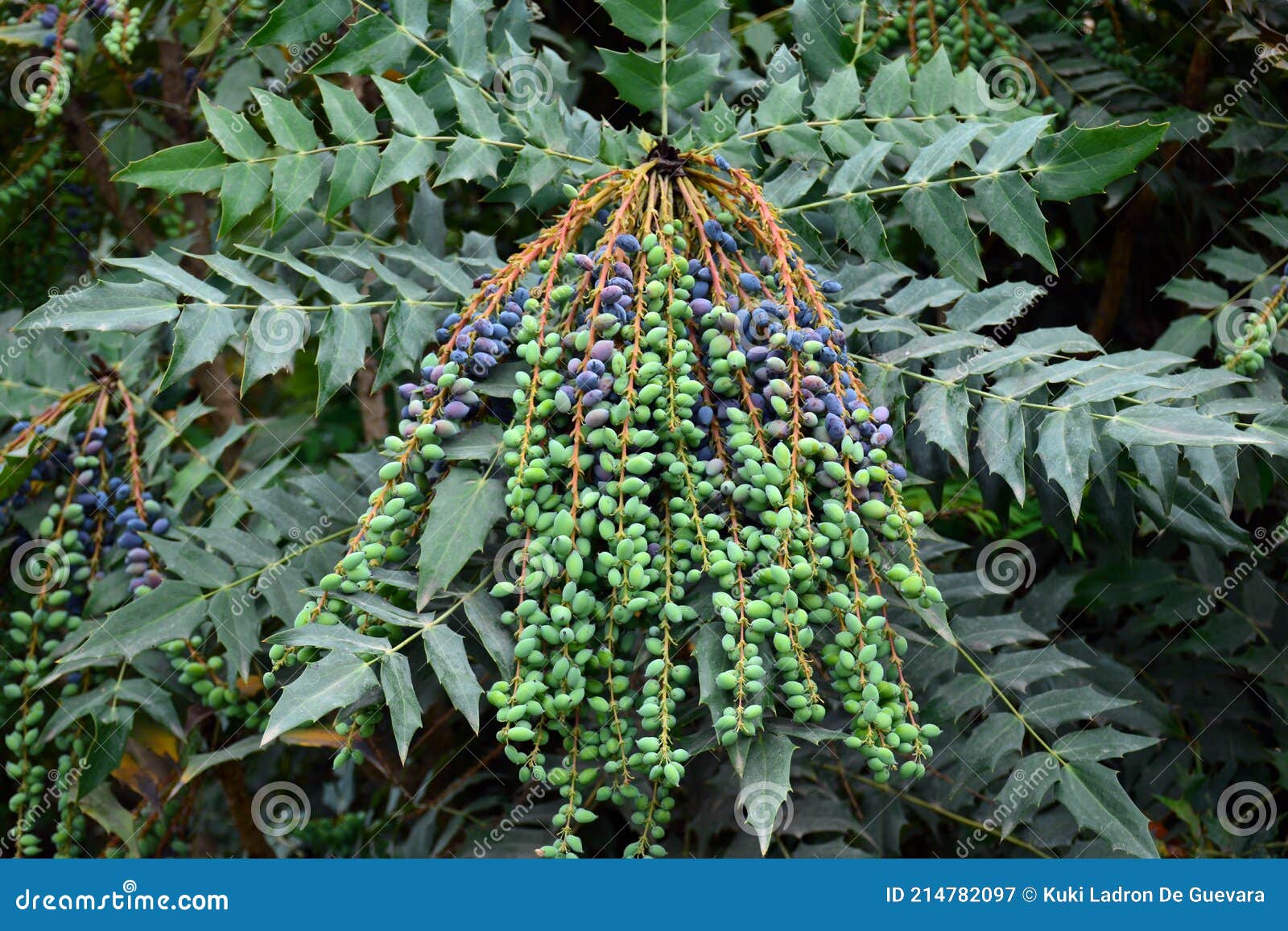 berberis aquifolium fruits