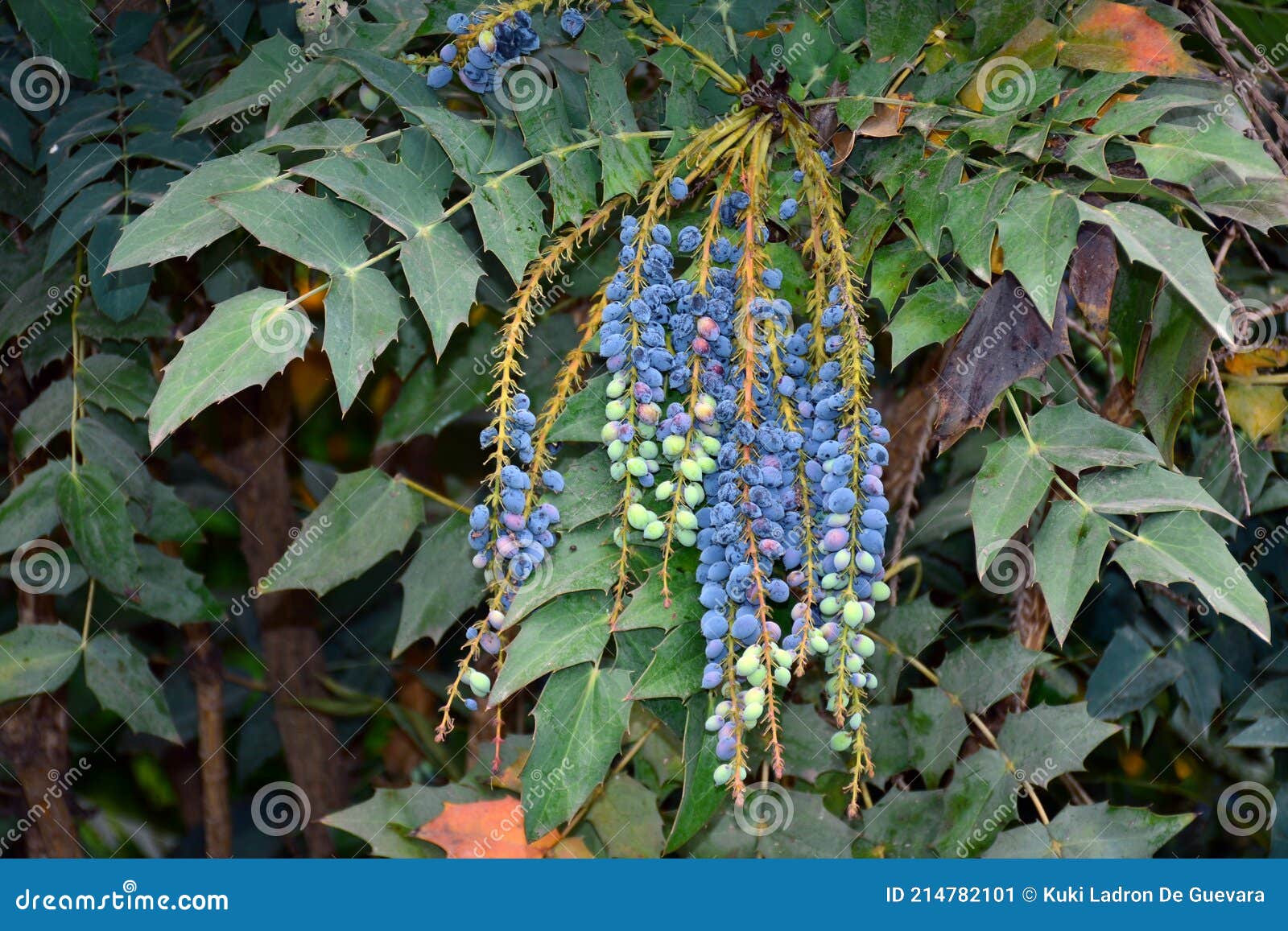 berberis aquifolium fruits