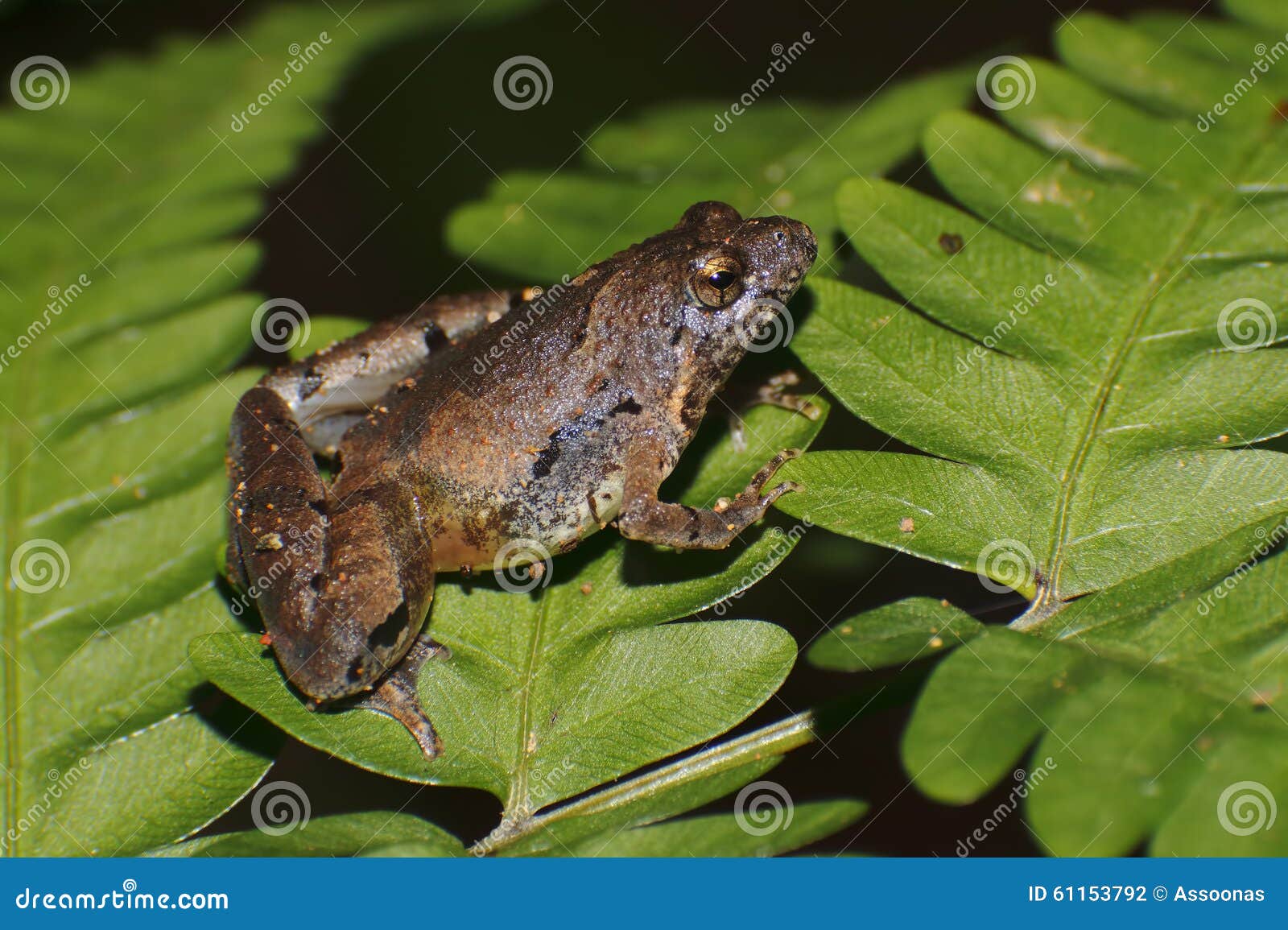 Berdmore S Chorus Frog Microhyla Berdmorei Macro Stock Photo - Image of ...