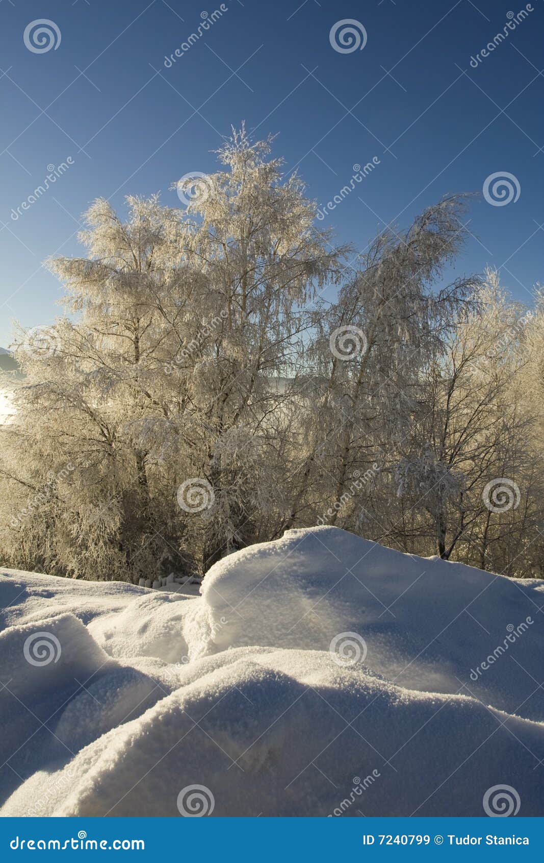 Bereifter Wald in der Winterzeit