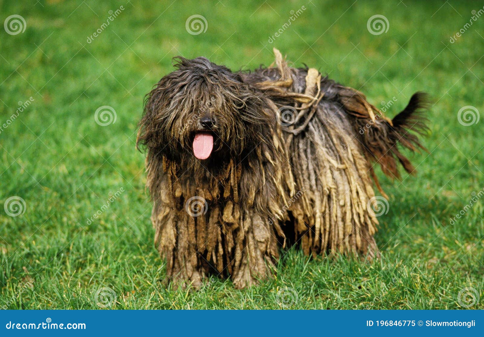 bergamasco sheepdog or bergamese shepherd, dog standing on grass