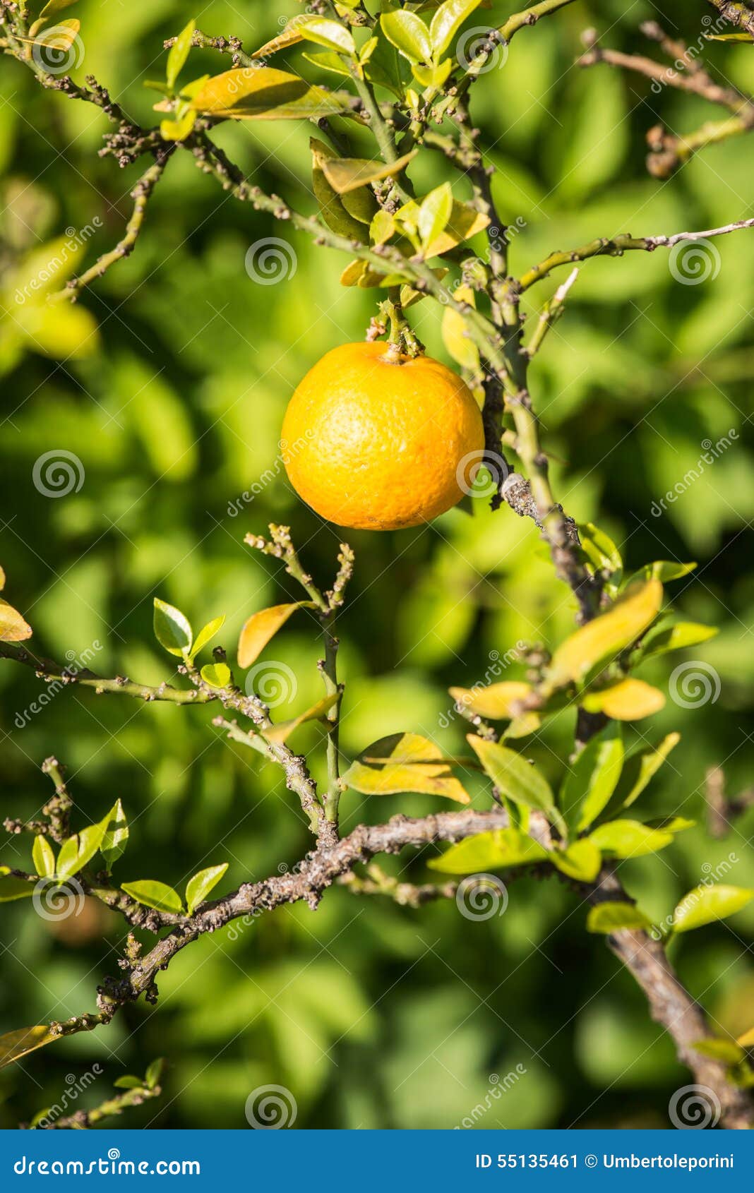 Bergamot fruit stock image. Image of botany, garden, botanical 55135461