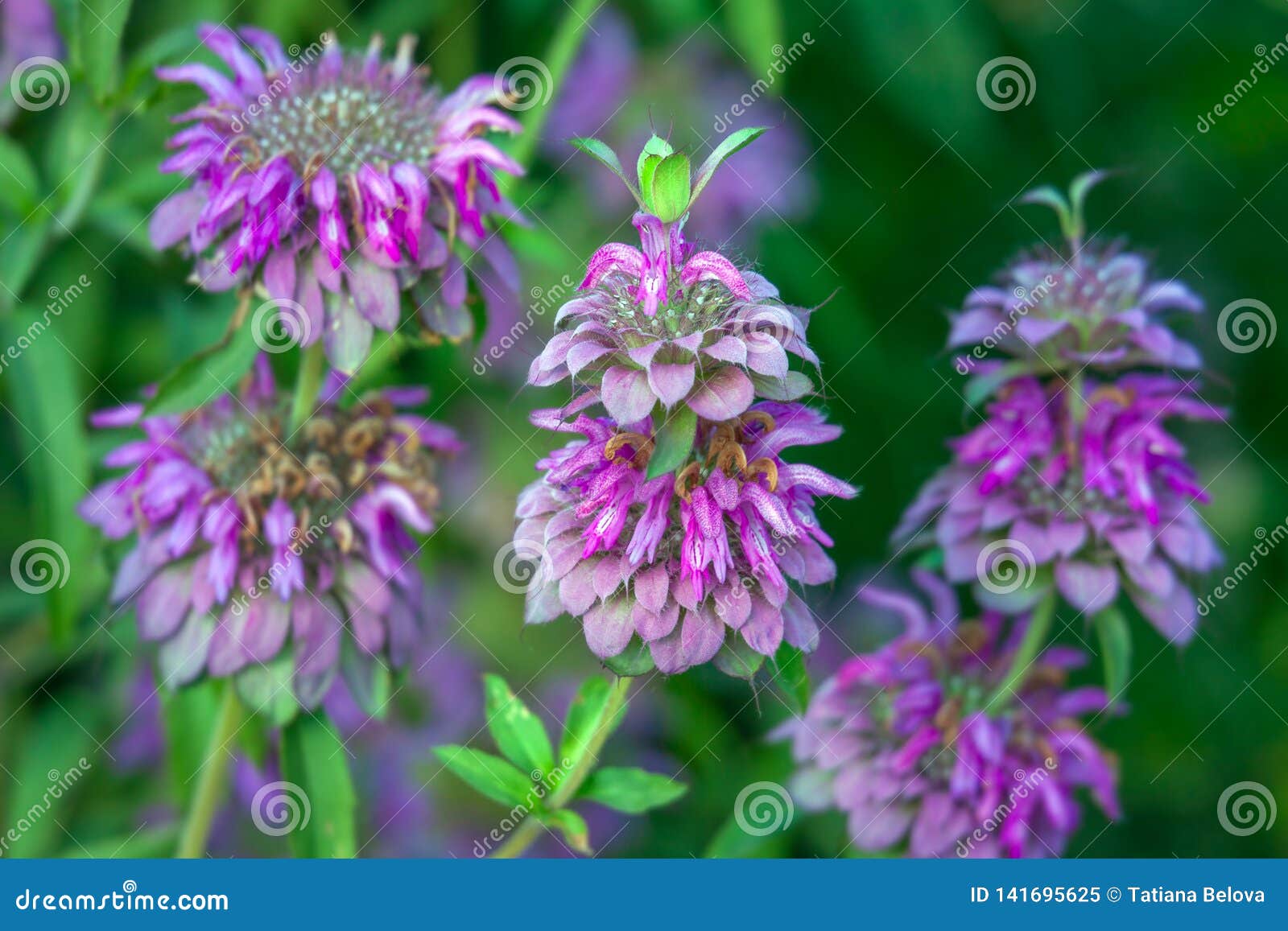 Bergamot mint flowers stock image. Image of botanical 141695625
