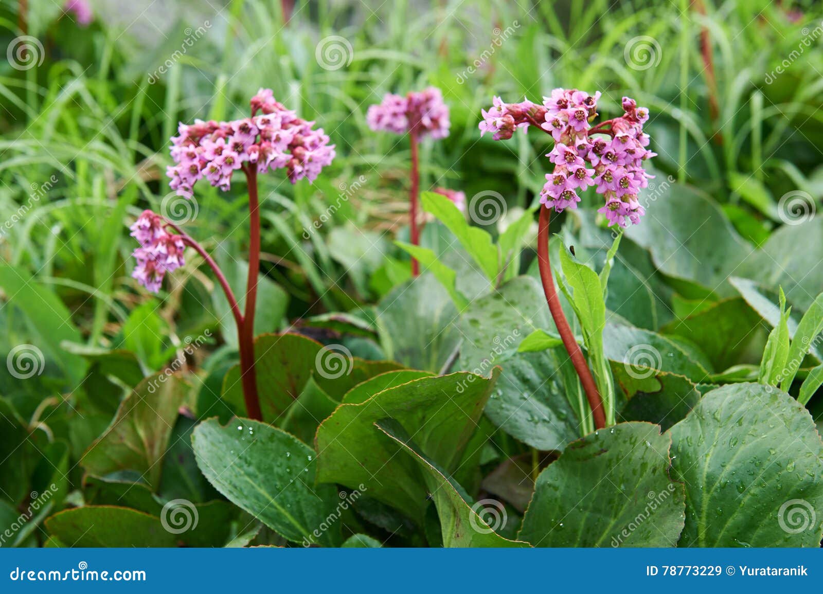 bergenia cordifolia (bergenia crassifolia, the badan, siberian t