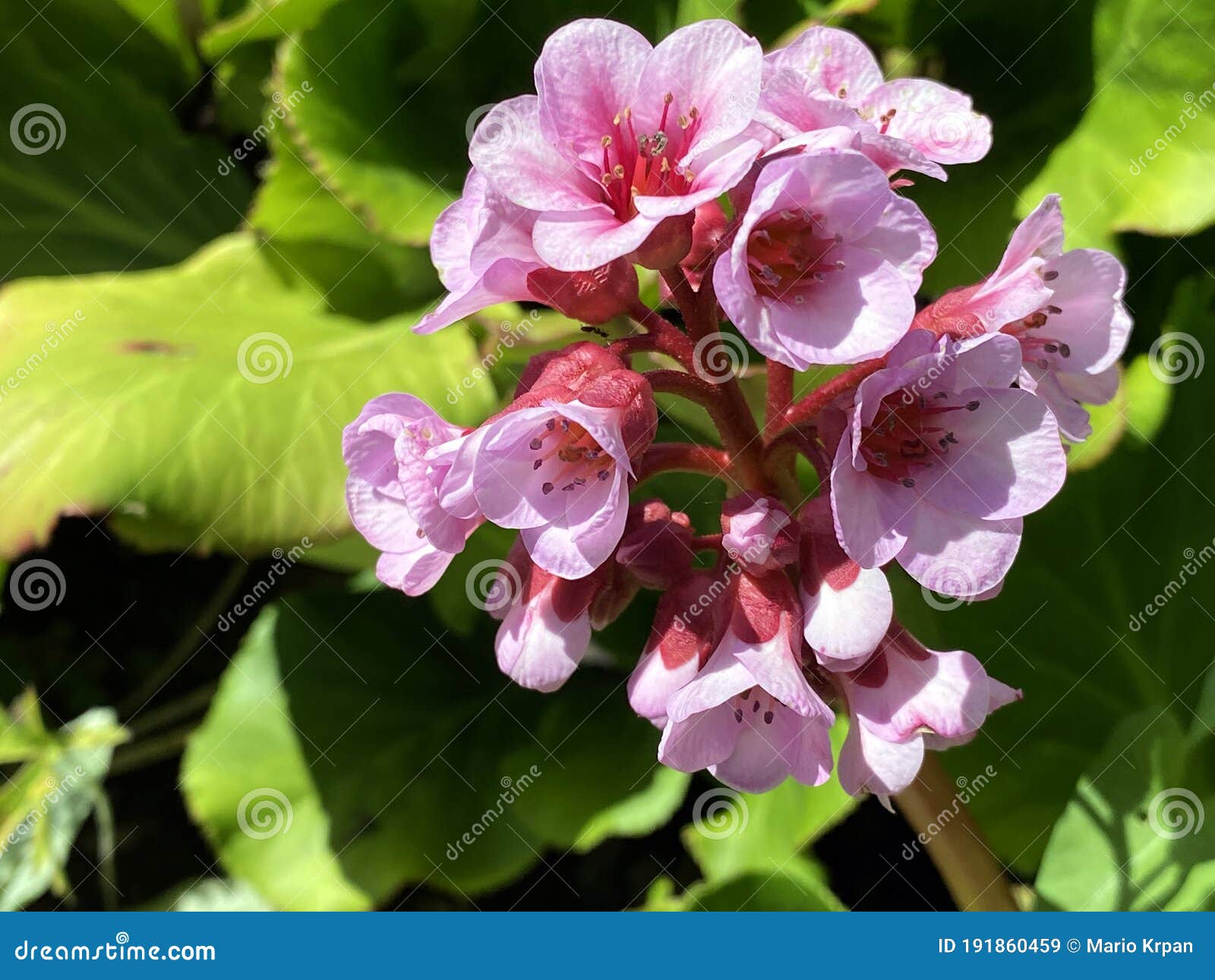 bergenia hybride `herbstblÃÂ¼te` herbstbluete oder herbstblute, bergenia x hybrida `herbstblÃÂ¼te`