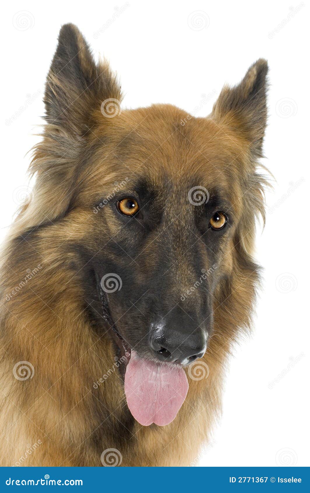 Berger allemand image stock. Image du oreilles, isolement 2771367
