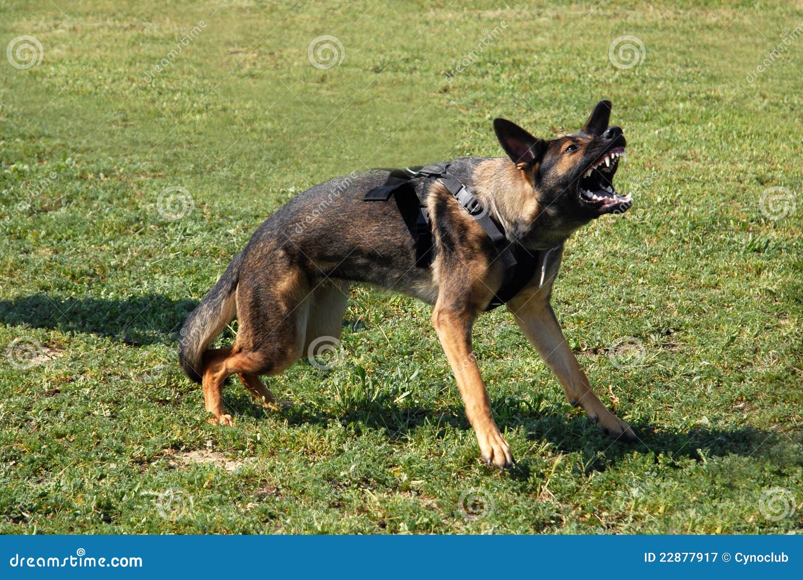 Berger allemand agressif image stock. Image du verticale 22877917