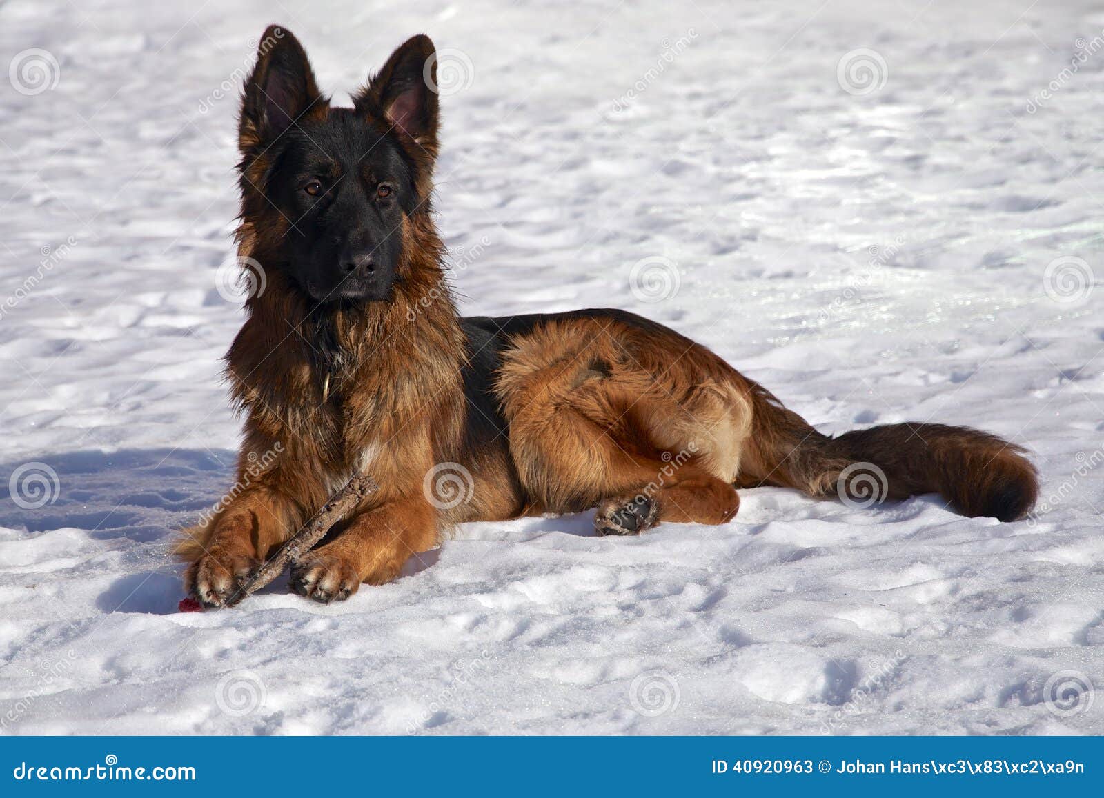 Berger Allemand Dans La Neige Image stock Image du bâton, neige 40920963