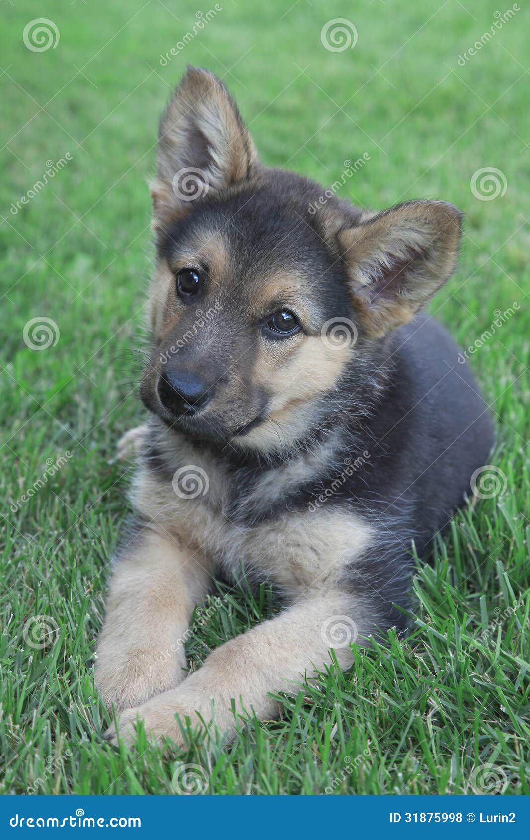Berger allemand Puppy photo stock. Image du alsacien 31875998