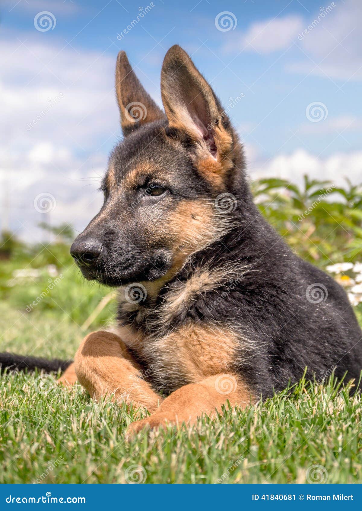 Berger allemand Puppy image stock. Image du domestique 41840681