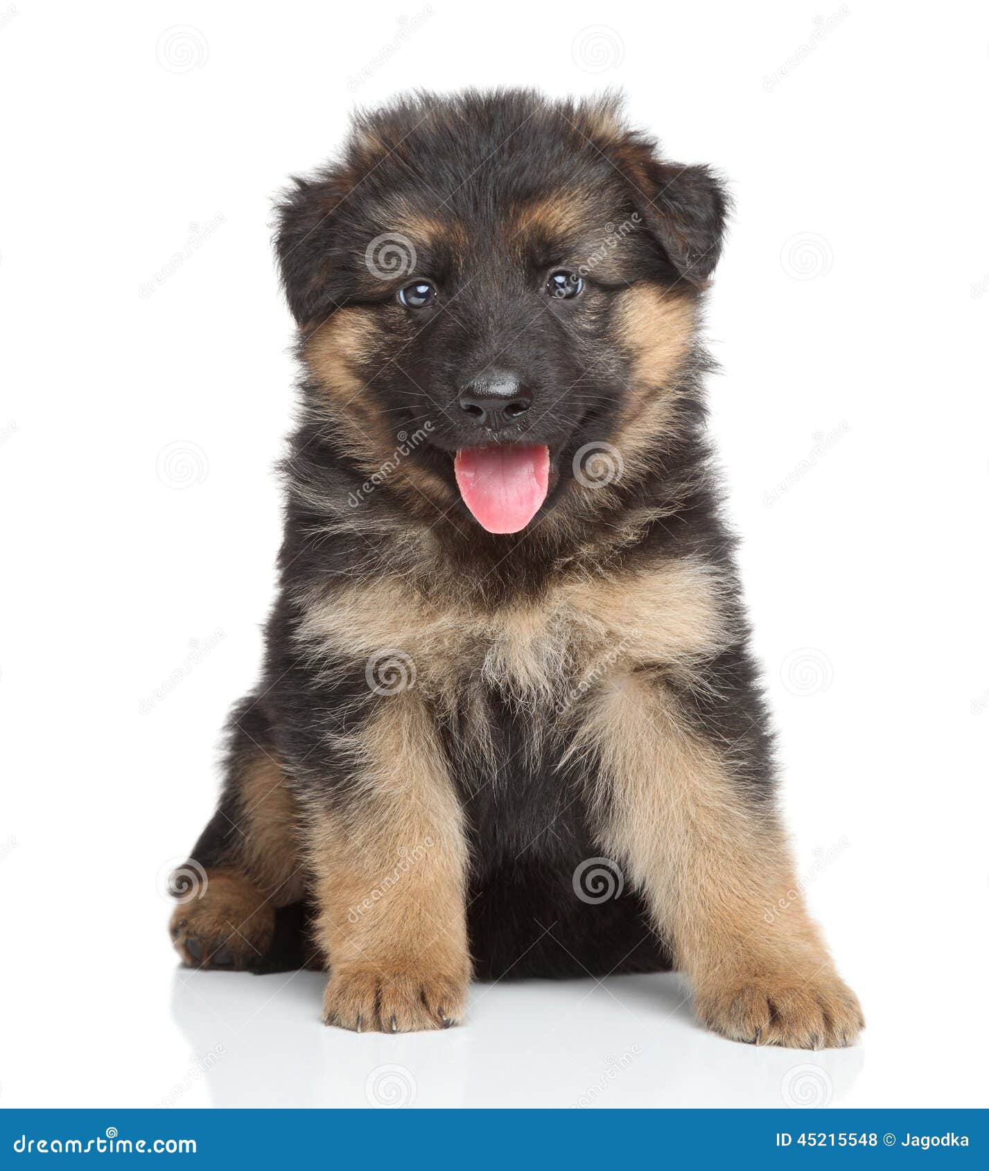 Berger allemand Puppy photo stock. Image du pose, berger 45215548