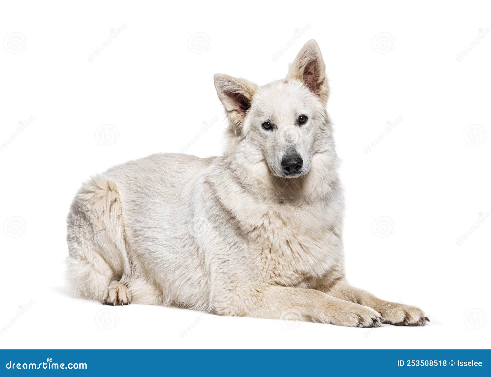 Berger Blanc Suisse Lying Down, Isolated Stock Photo - Image of ...
