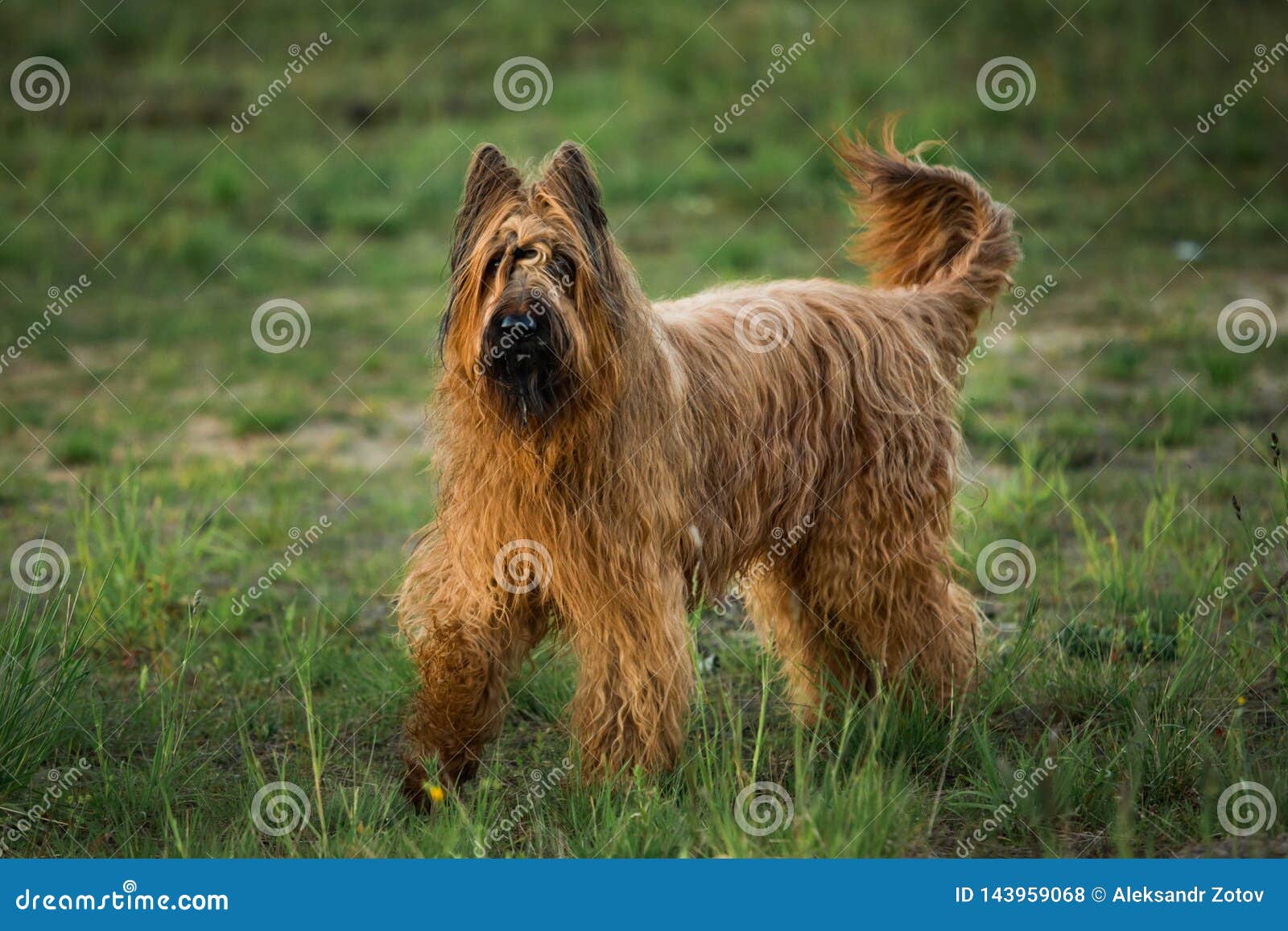 berger de briard