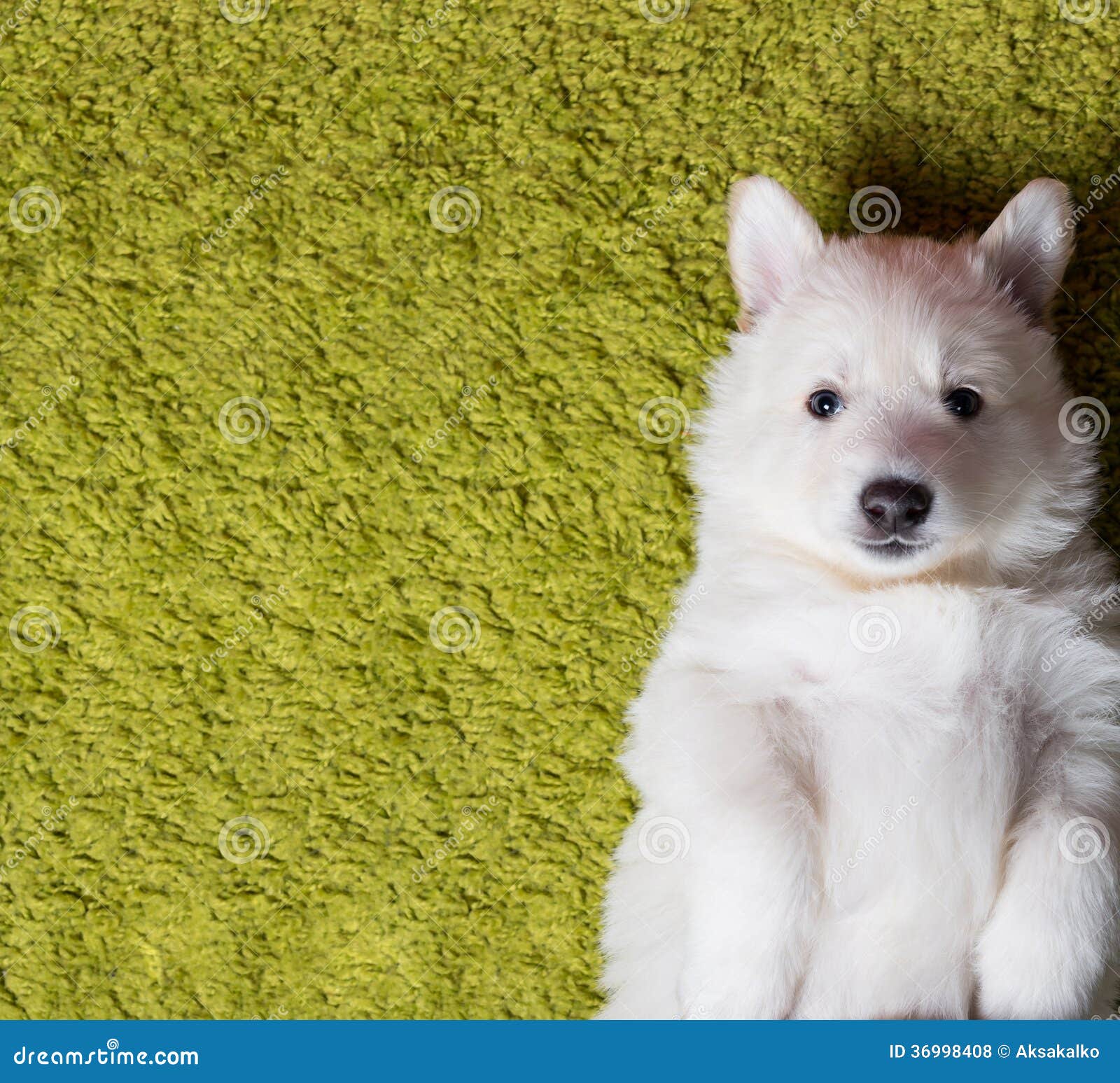 Berger De Suisse De Bebe Photo Stock Image Du Petit