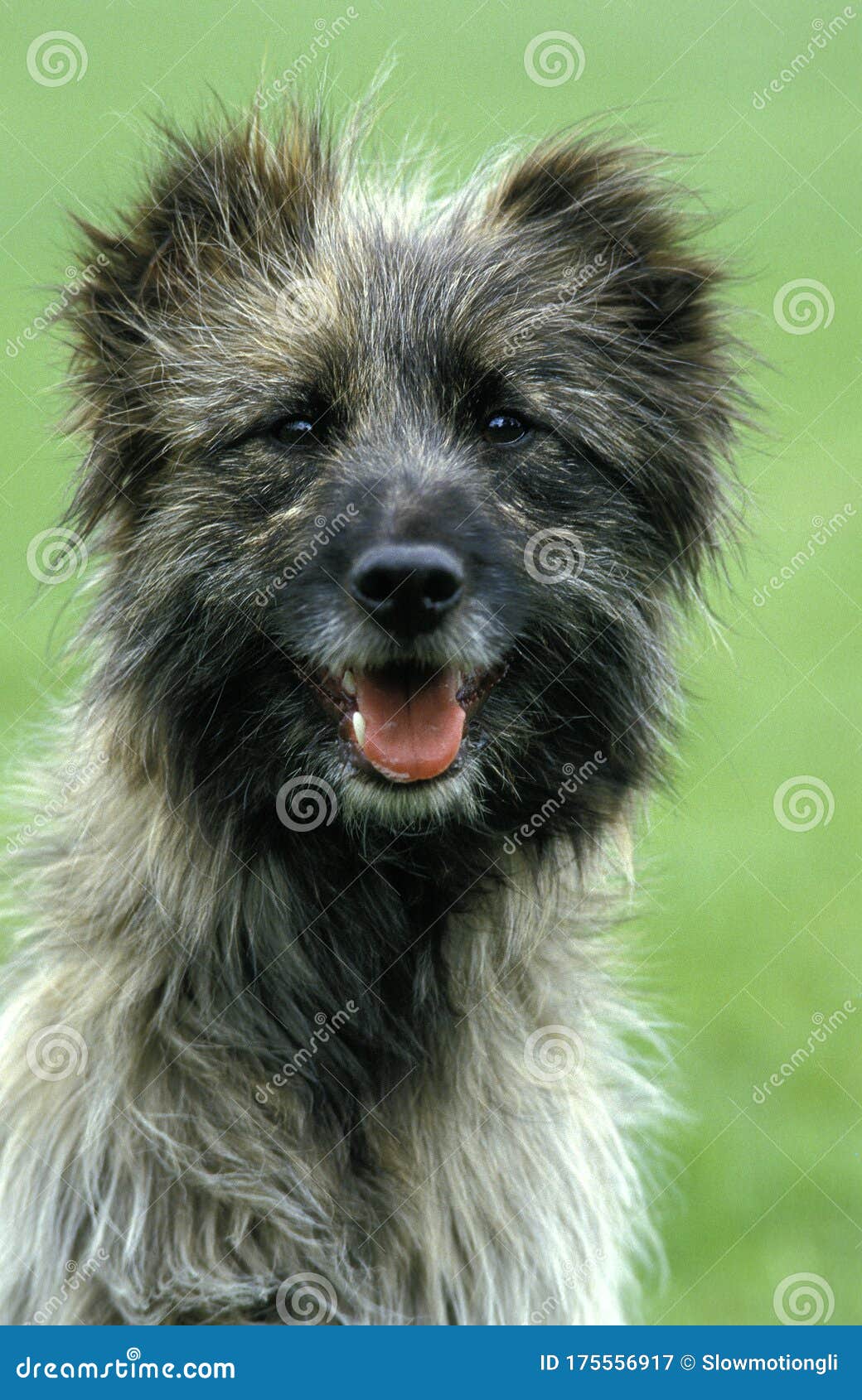 Pyrenean Shepherd Or Pyrenean Sheepdog Portrait Of Dog Stock Image Image Of Berger Shepherd 175556917