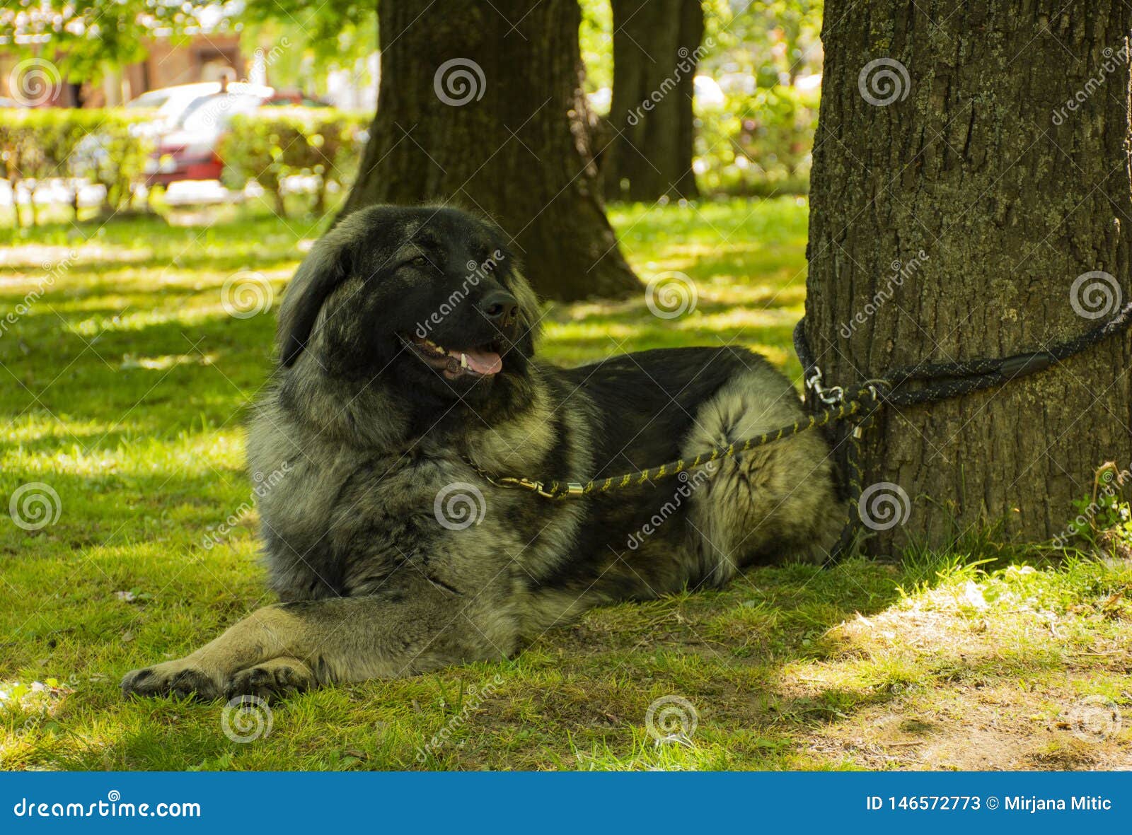 polla Complacer Alicia Berger Yougoslave Dog, Race De Chien Image stock - Image du heureux, lame: 146572773 polla Complacer Alicia Berger Yougoslave Dog, Race De Chien Image stock - Image du heureux, lame: 146572773