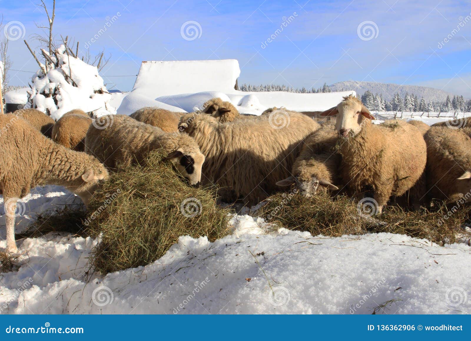 Bergschafe genießen in einem nahrhaften Heu. Bild des Schafs im Berg, der mit dem Heu gelegt auf den Schnee einzieht
