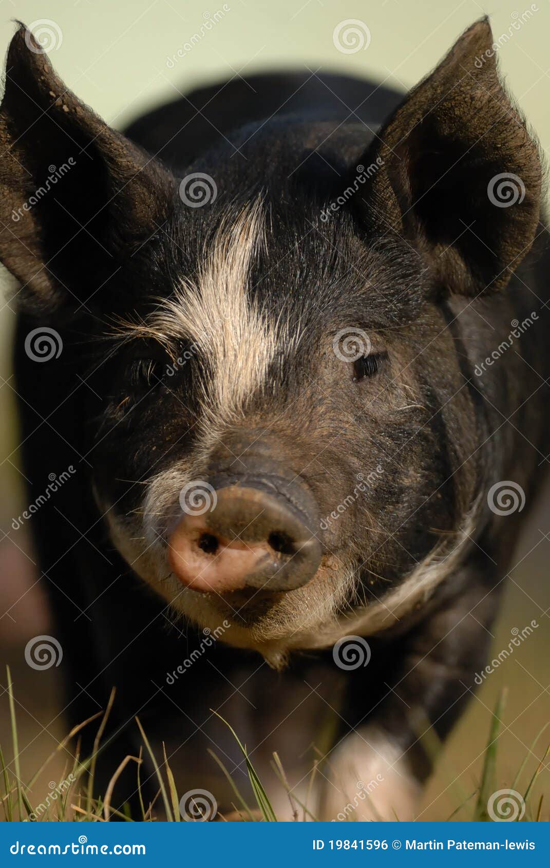 Berkshire Black Piglet stock photo. Image of baby, curious 19841596
