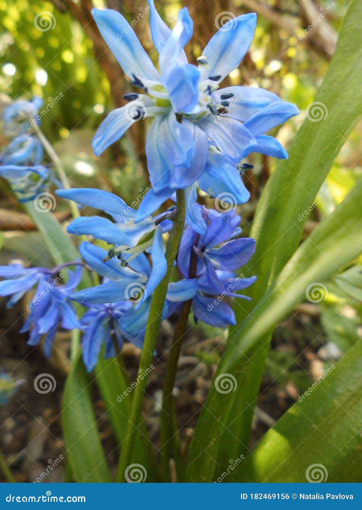 hyacinthoides non-scripta, auch englisches hasenglÃÂ¶ckchen, ist eine frÃÂ¼h blÃÂ¼hende zwiebelpflanze. germany